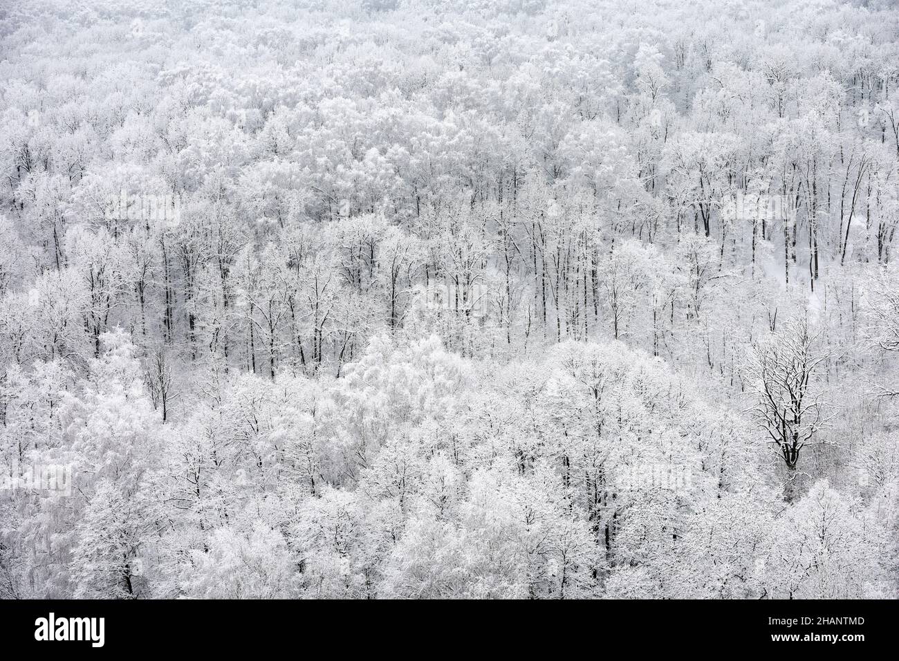 Forêt d'hiver, arbres enneigés, vue pittoresque.Nature pendant la neige, temps froid, bois de fée blanc pour le fond Banque D'Images
