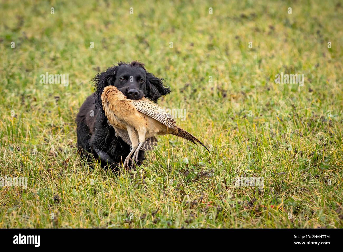 Black Cocker Spaniel récupération de tir faisan sur le tir de jeu. Banque D'Images