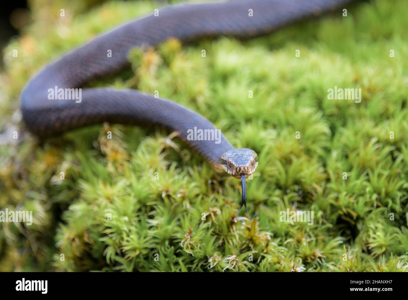 Dunkle Kreuzotter, Vipera berus, additionneur européen commun de forme noire Banque D'Images