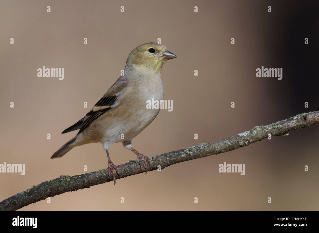 American Goldfinch, Spinus tristis, plumage d'hiver Banque D'Images