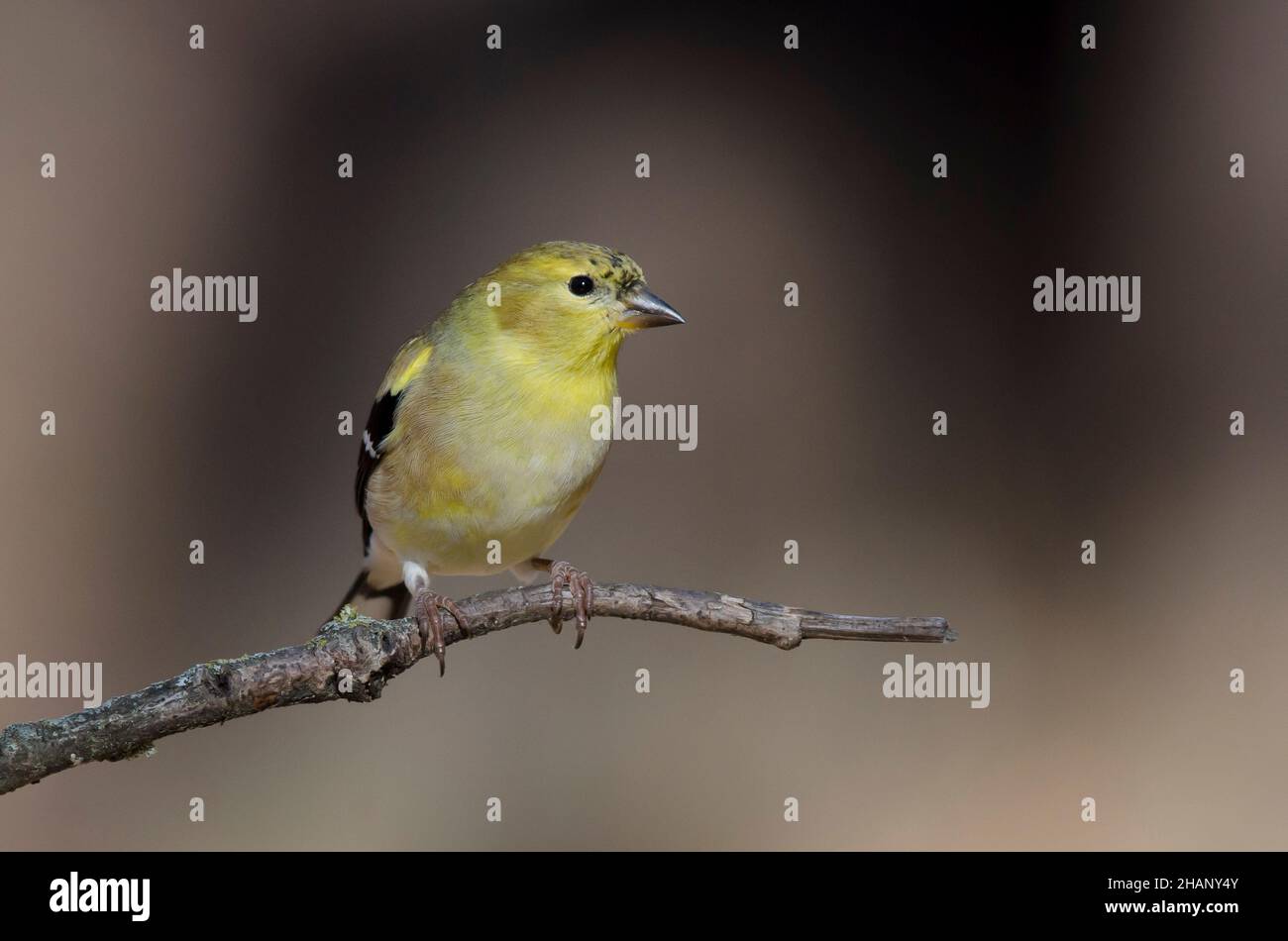 American Goldfinch, Spinus tristis, plumage d'hiver Banque D'Images