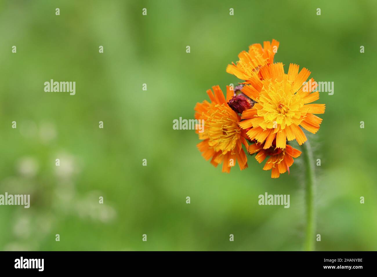 gros plan d'une jolie fleur en tweed orange sur un arrière-plan vert flou avec espace de copie, vue latérale Banque D'Images