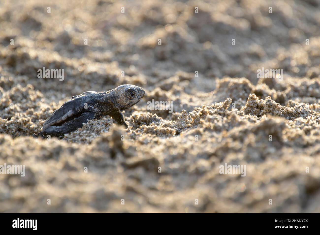 Unechte Karetschildkroete, Caretta, caretta, éclosion de tortues marines de la tête de mer Banque D'Images