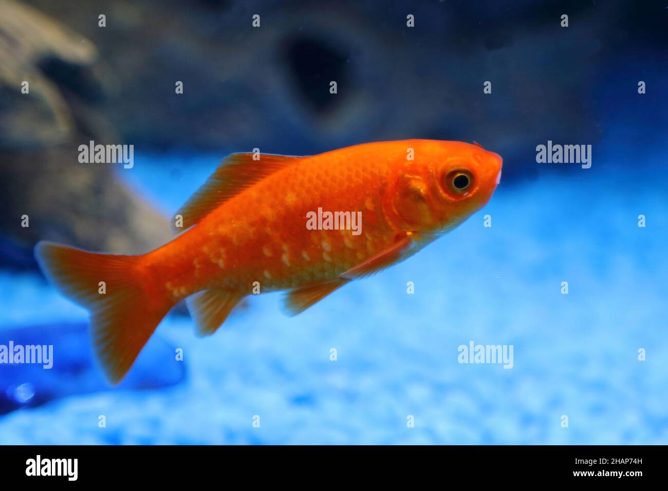 Pisson Rouge Carassius auratus fische Banque de photographies et d’images à haute ...