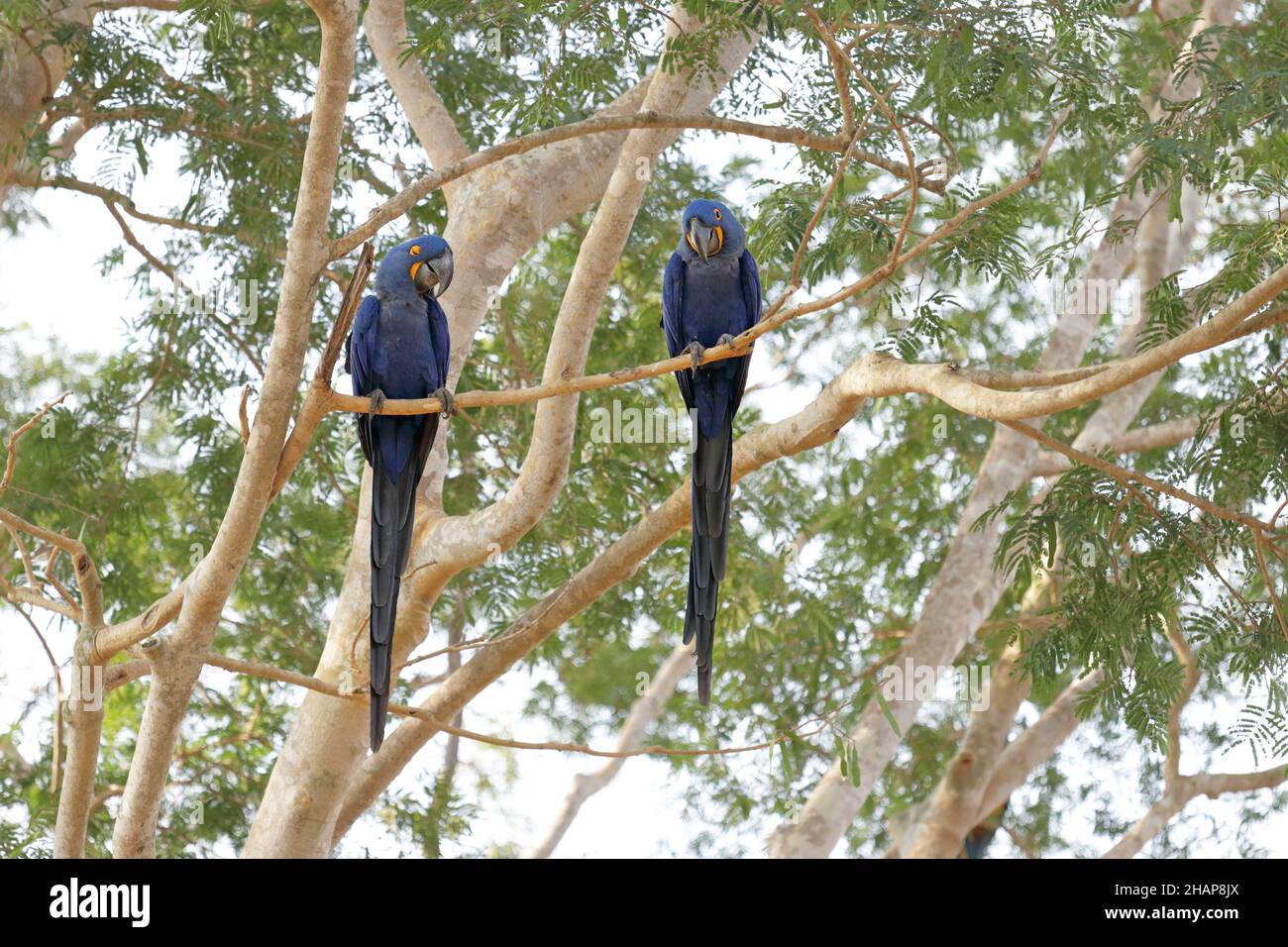 La jacinthe aras dans le Pantanal brésilien Banque D'Images