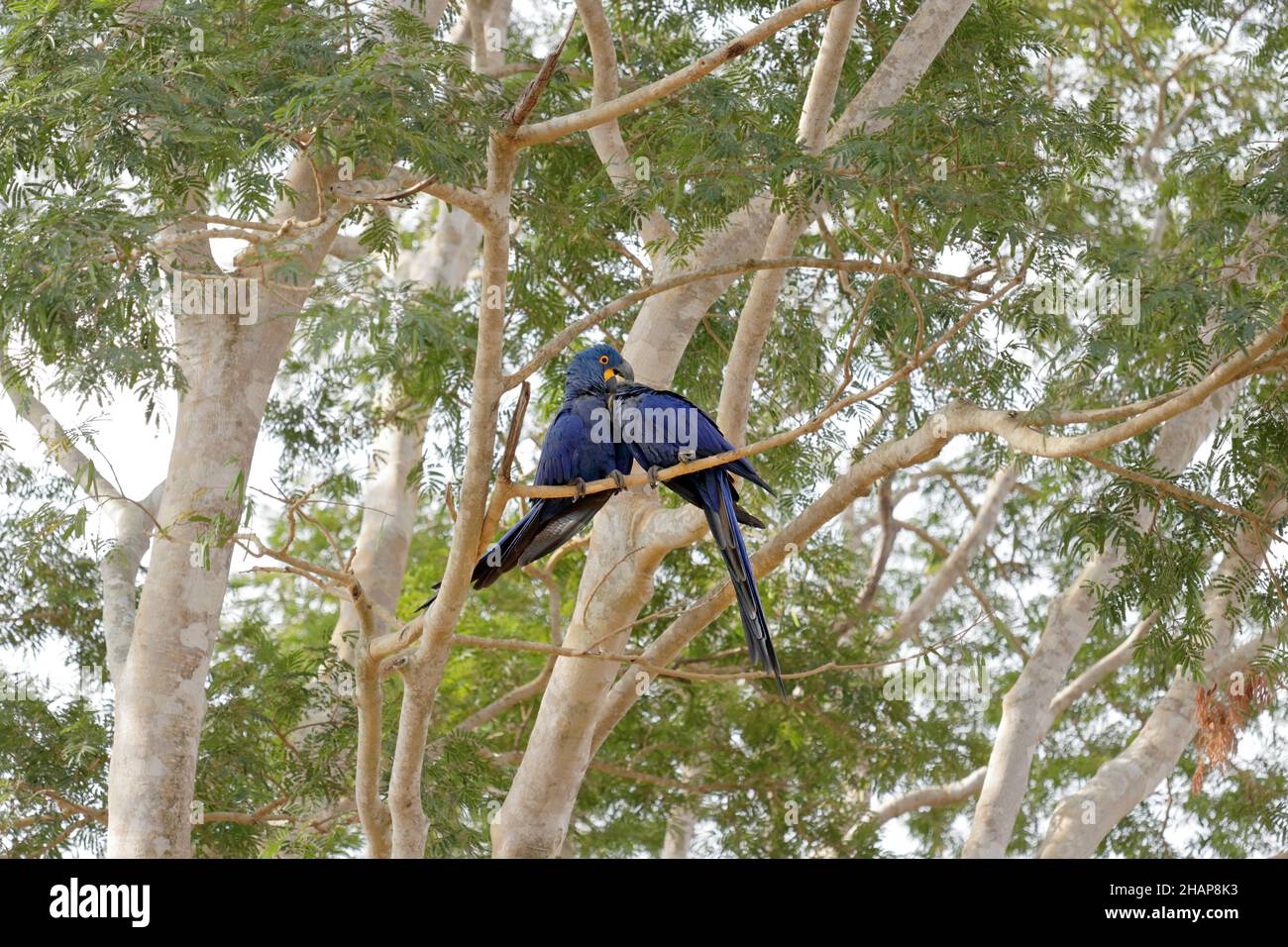 La jacinthe aras dans le Pantanal brésilien Banque D'Images