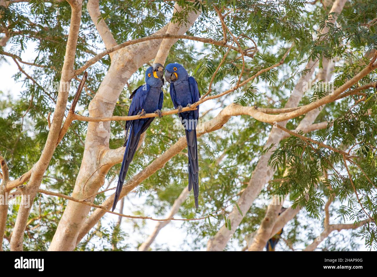 La jacinthe aras dans le Pantanal brésilien Banque D'Images