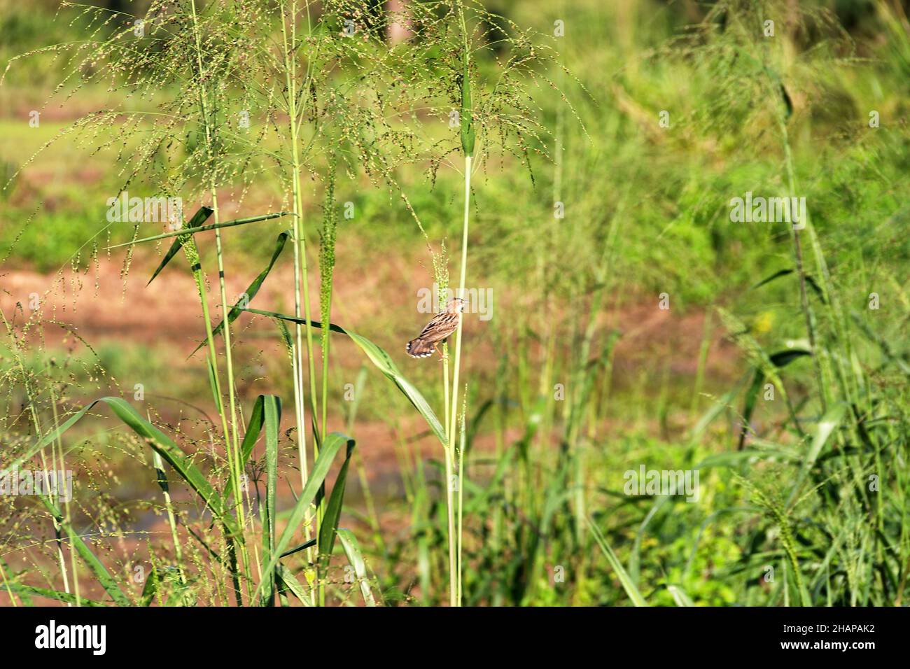 Paruline Ã queue grise (Cisticola juncidis omalurus) sous-espèce endémique dans les prairies Ã herbes. Sri Lamka Banque D'Images