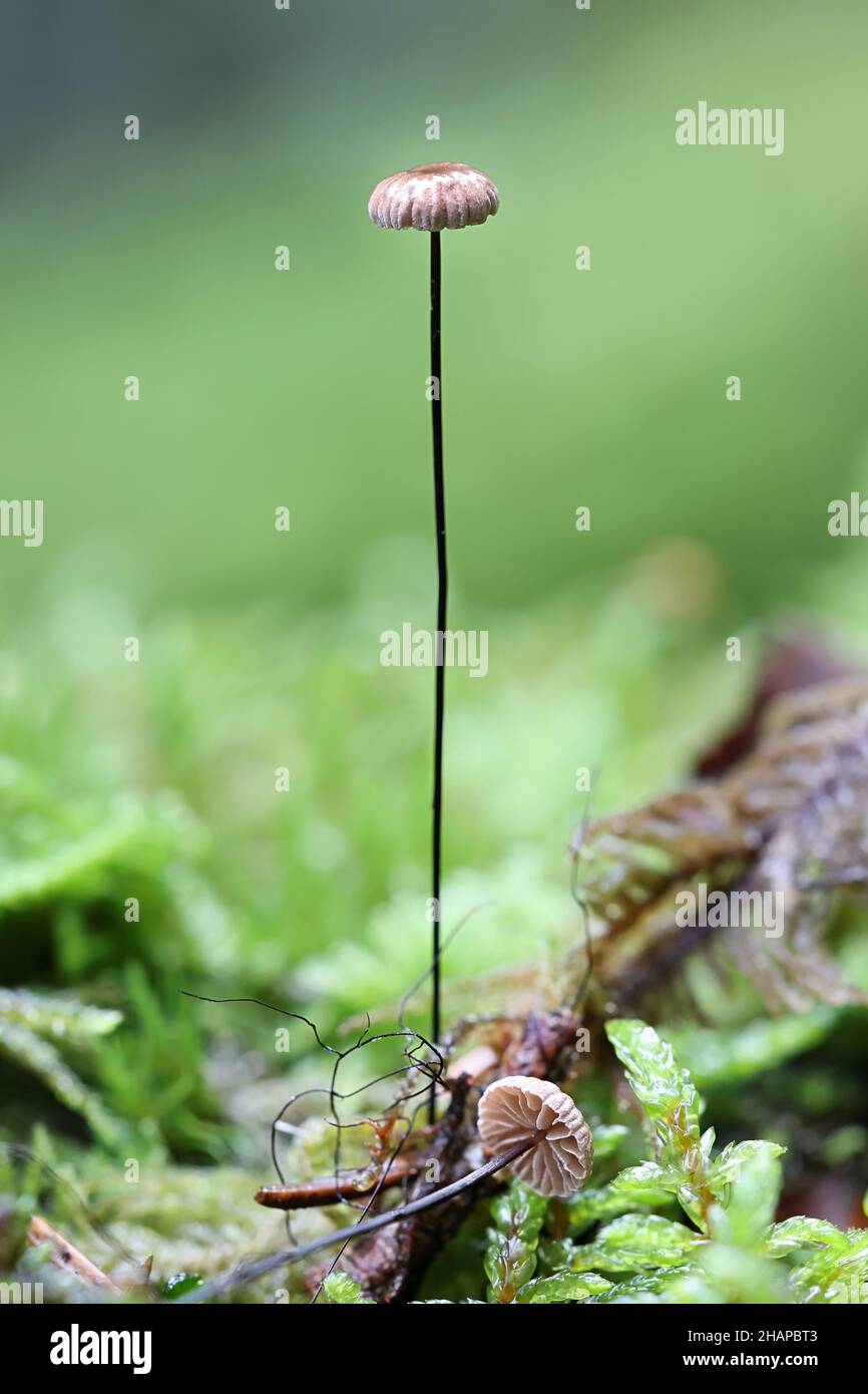 Gymnopus androsaceus, connu sous le nom de parachute de Horsehair, champignons de Finlande Banque D'Images