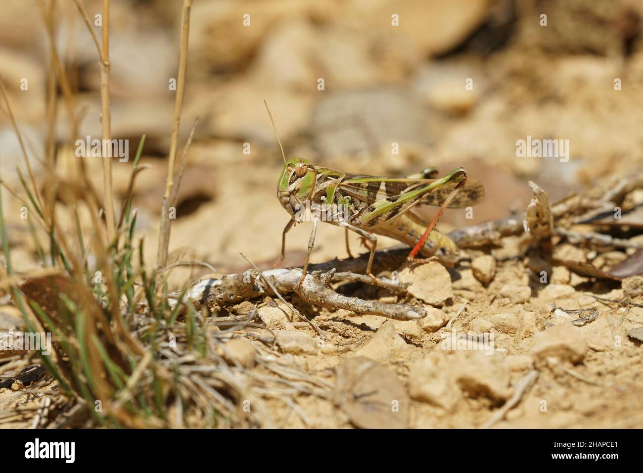 Gros plan un grand chapeau de couleur beau, Oedaleus decorus Banque D'Images