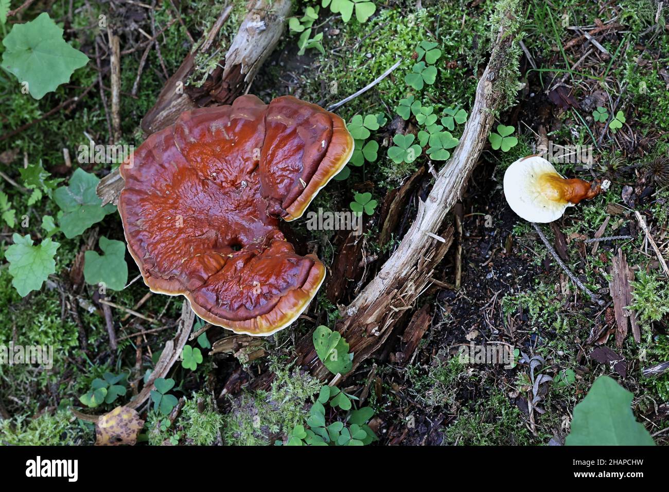 Ganoderma lucidum, communément appelé lingzhi ou reishi, champignon polypore sauvage de Finlande Banque D'Images