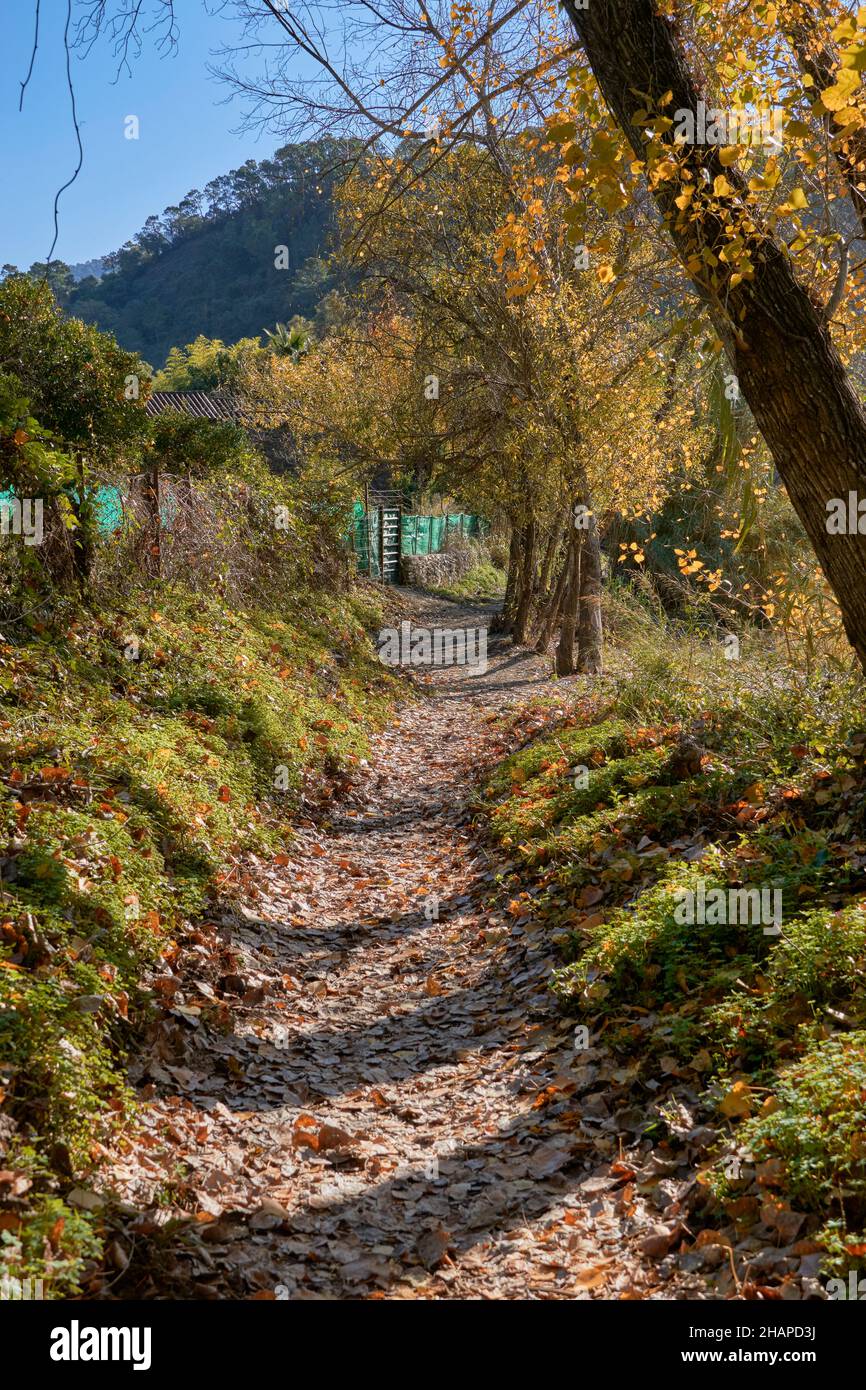 Sentier à travers la vallée de Genal dans la province de Malaga.Andalousie, Espagne Banque D'Images