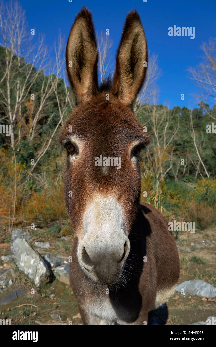 Portrait d'un âne ou d'un âne sur un sentier à travers la vallée de Genal dans la province de Malaga.Andalousie, Espagne Banque D'Images