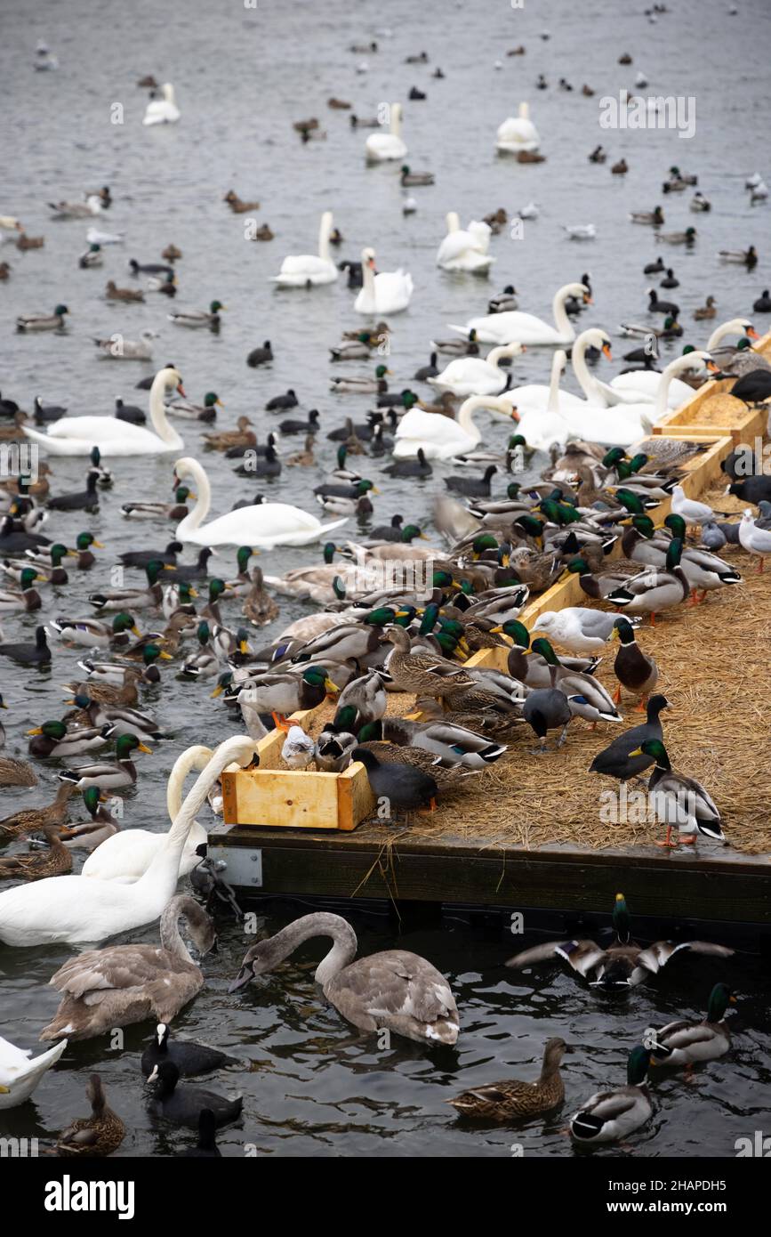 Grande colonie d'oiseaux aquatiques hivernants, cygnes, canards et autres oiseaux aquatiques se nourrissant sur l'eau en hiver dans le parc de la ville de Stockholm.Nourrir les oiseaux Banque D'Images