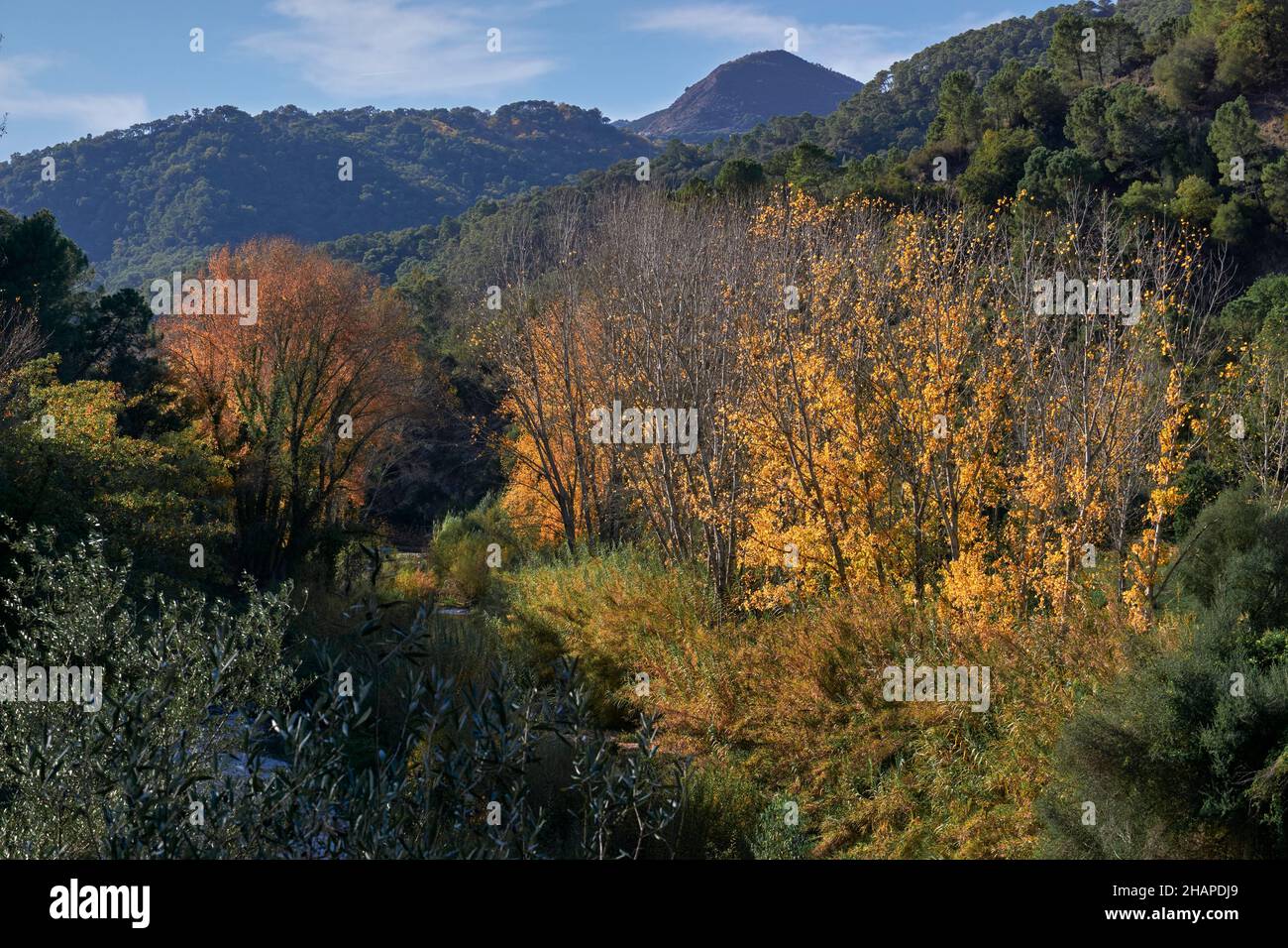 Paysage d'automne dans la vallée de Genal dans la province de Malaga.Andalousie, Espagne Banque D'Images