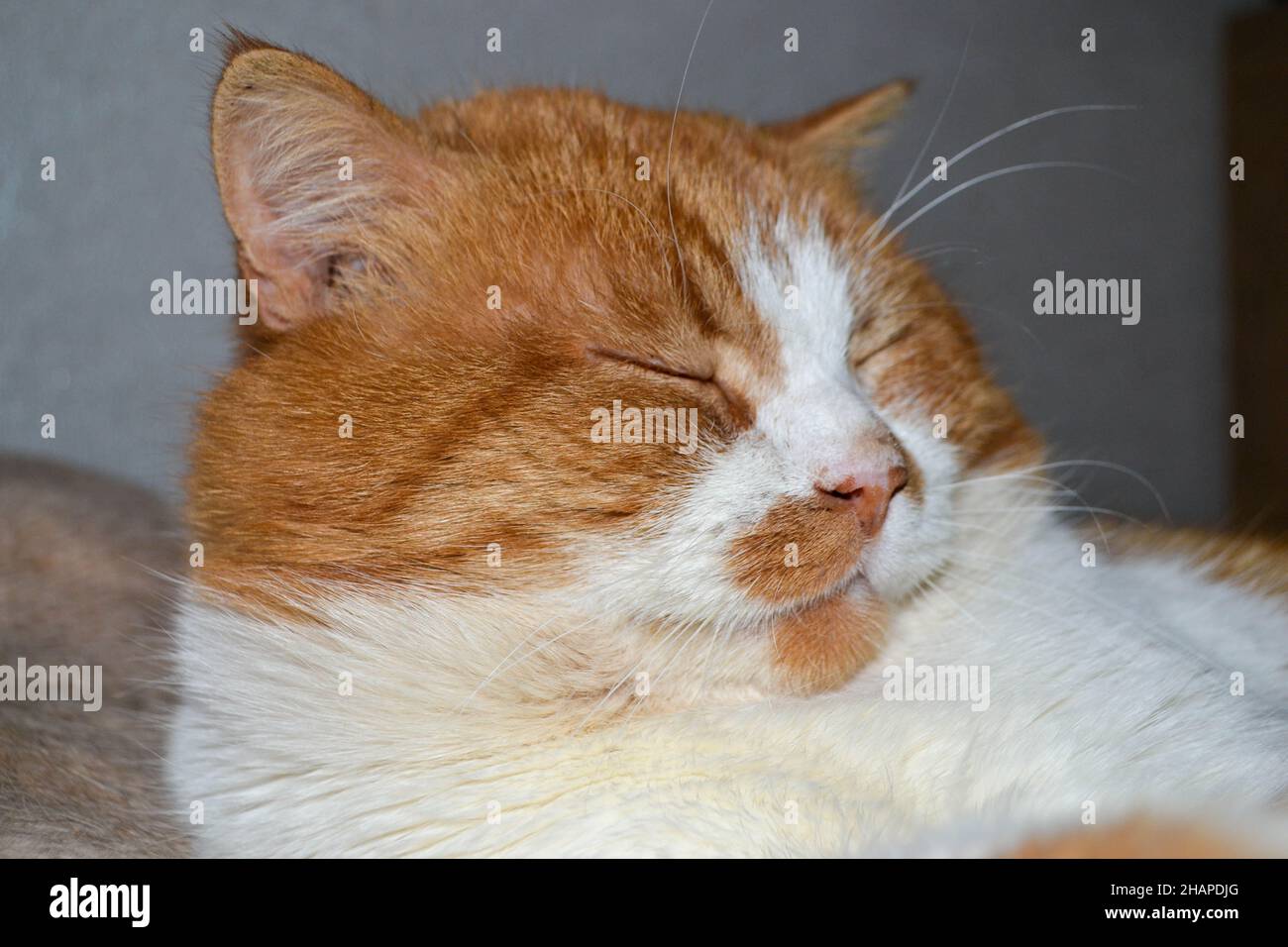 Chat rouge avec des taches blanches endormi.Vue rapprochée de Relax Red Cat Banque D'Images