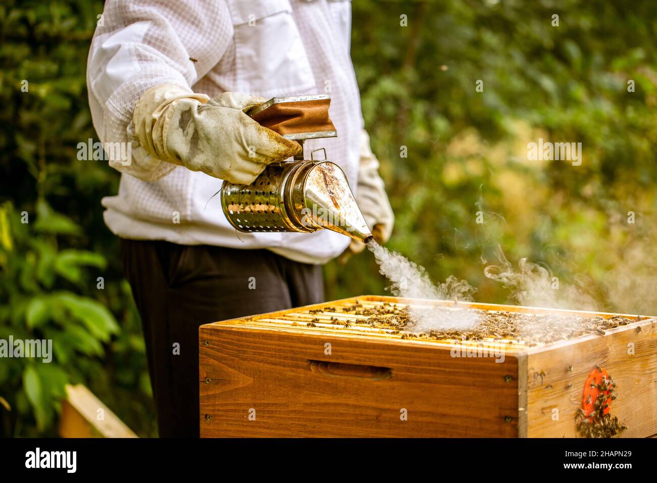 Fumeur d'abeille avec apiculteur travaillant dans son apiaire sur une ferme d'abeille, concept d'apiculteur Banque D'Images
