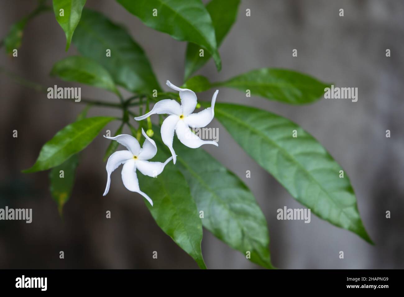 Fleurs blanches de Tabernaemontana divaricata, communément appelé fleur de pinwheel, jasmin de colza, rosebay de l'Inde orientale et couronne de Neros Banque D'Images