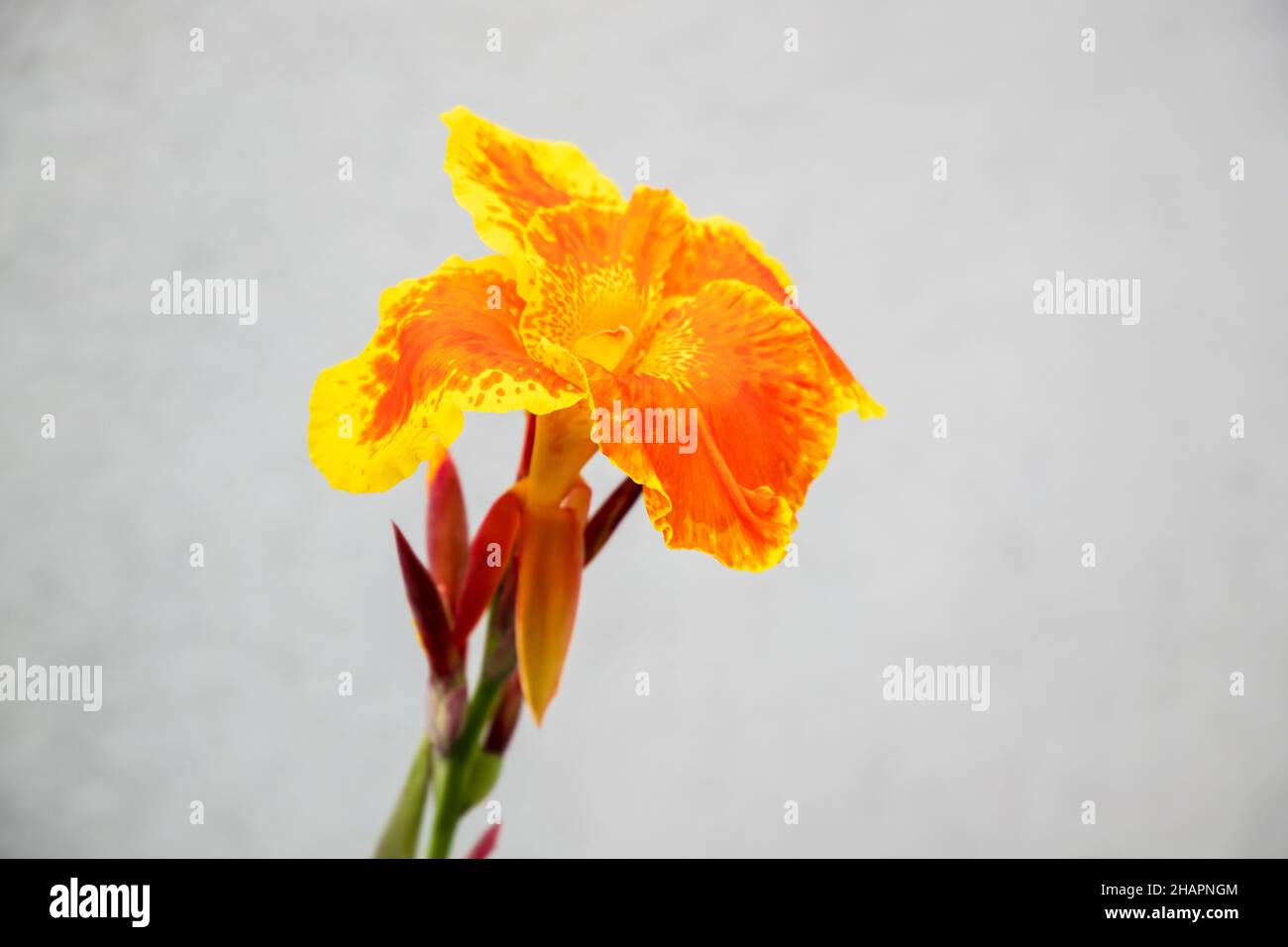 Les canules ou les nénuphars à fleurs sont les seuls genres de plantes à fleurs de la famille des Cannacées Banque D'Images