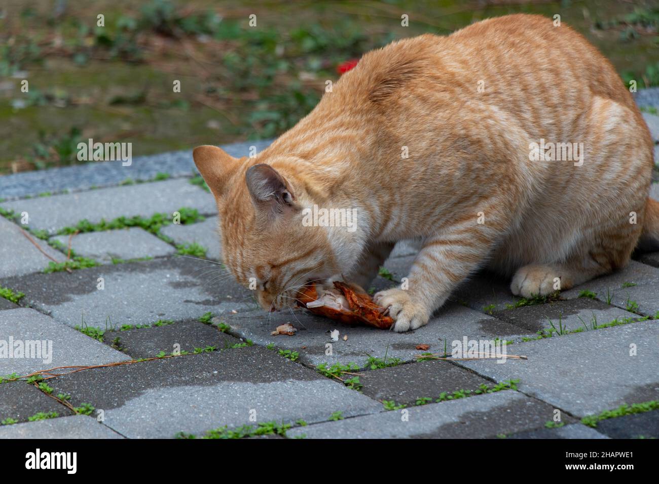 Le Chat Mange De La Viande Dans La Rue Le Chat Aux Couleurs Jaune Et Blanc Mange De La Viande De Poulet Photo Stock Alamy Le Chat Mange De La Viande Dans La Rue Le Chat Aux Couleurs Jaune Et Blanc Mange De La Viande De Poulet Photo Stock Alamy