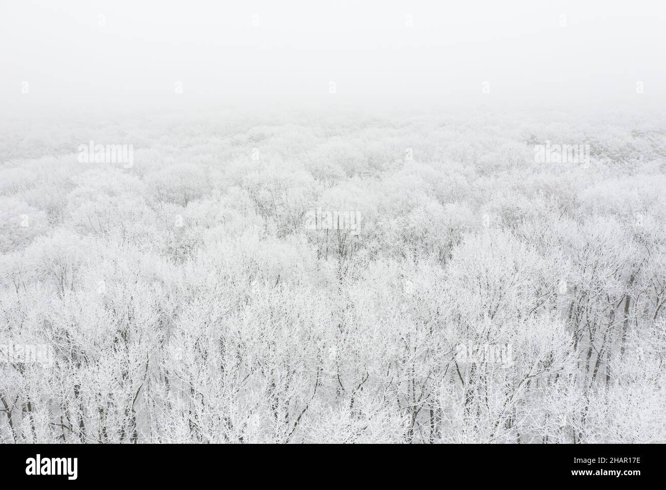 Forêt d'hiver couverte de neige et de gel, paysage aérien Banque D'Images