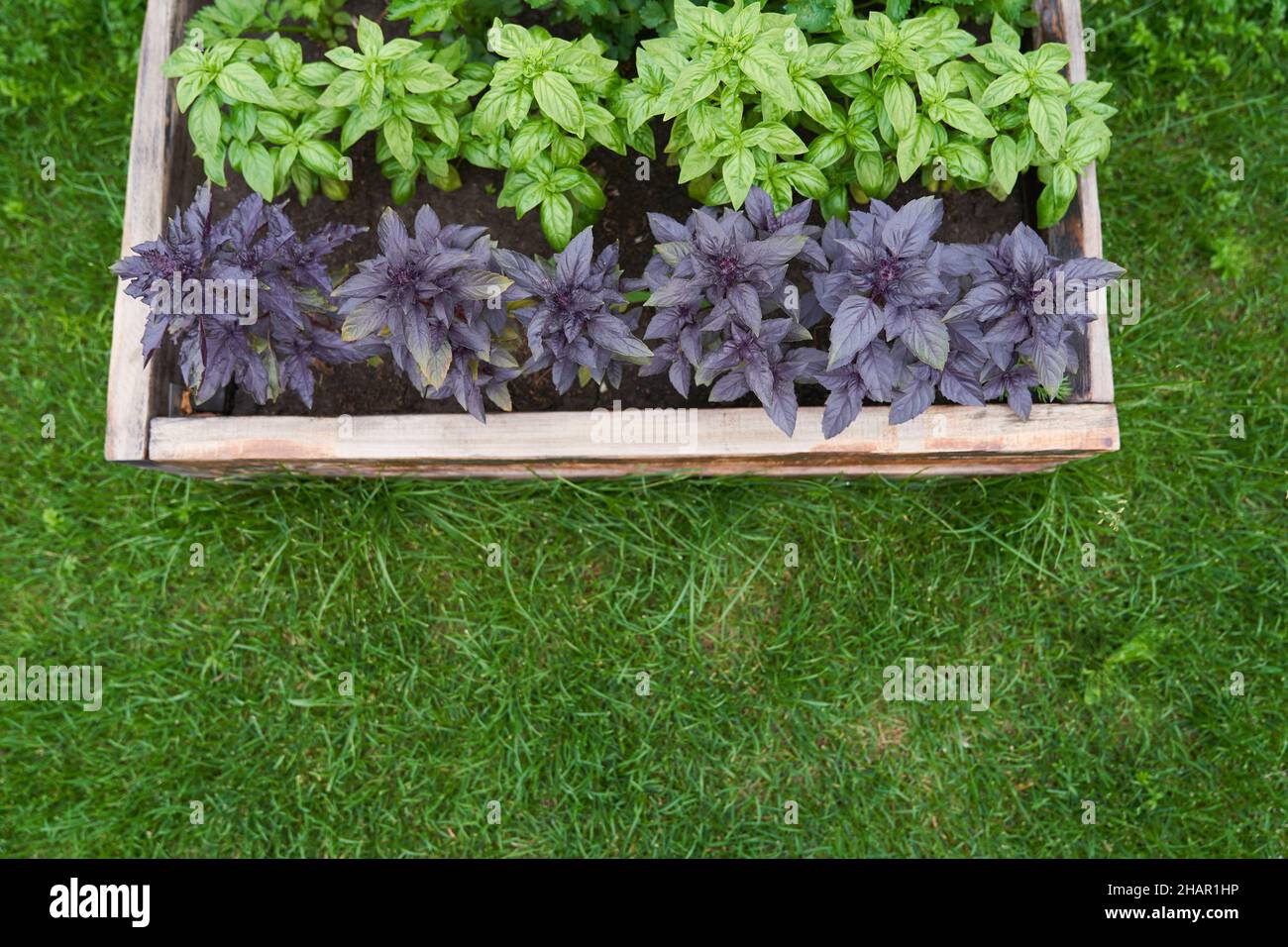 Gros plan de basilic violet et vert croissant sur un lit de fleurs dans le jardin, vue du dessus. Feuilles de basilic. L'assaisonnement parfumé pousse dans un lit de jardin. Jeune, fraîchement cultivé basilic au soleil.photo de haute qualité Banque D'Images