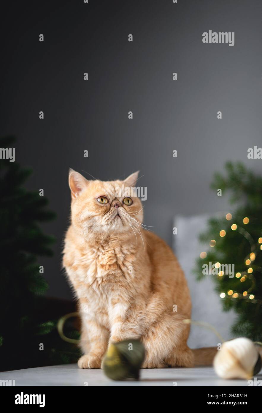 Chat de rivage exotique sur la table près de l'arbre de Noël.Drôle de chat moelleux avec le visage grincheux Banque D'Images