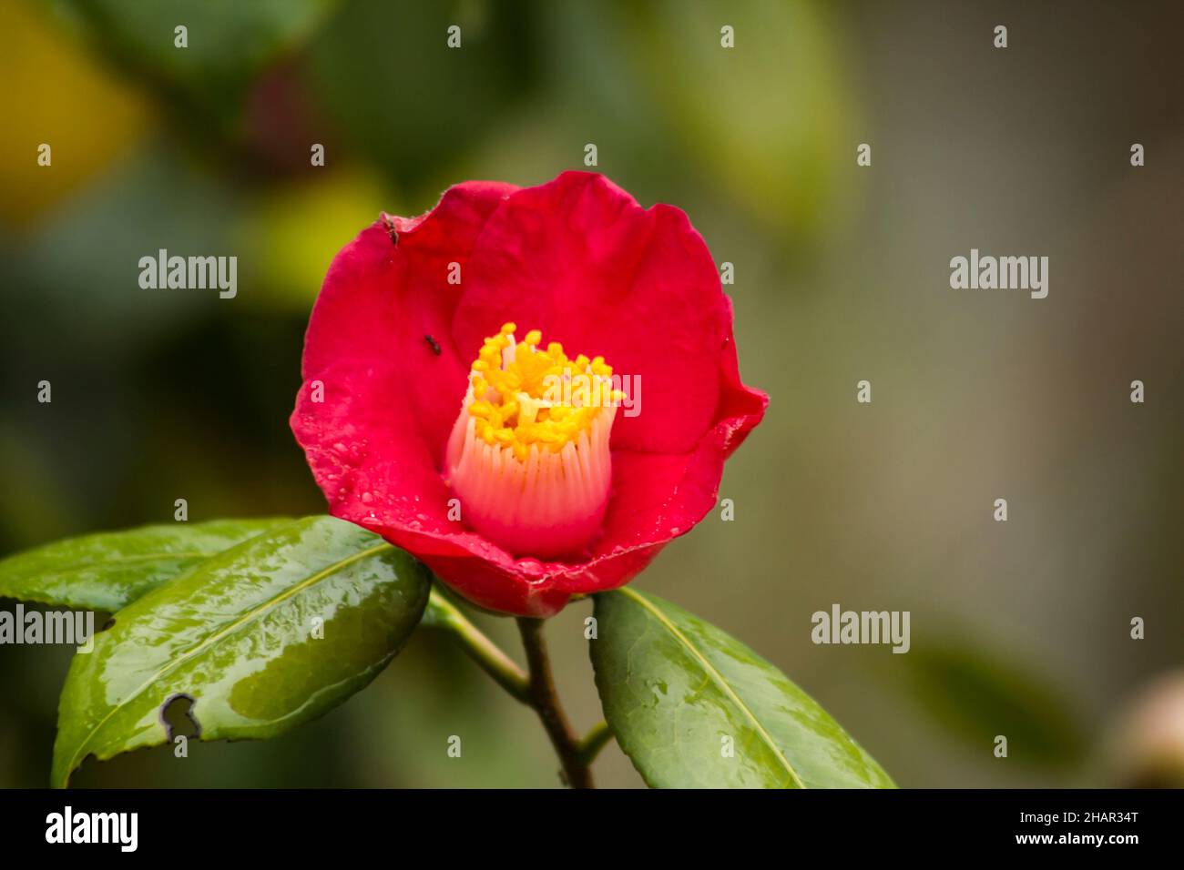Rouge, Camellia Japonica (Sasanqua) fleur sur le fond flou. Banque D'Images