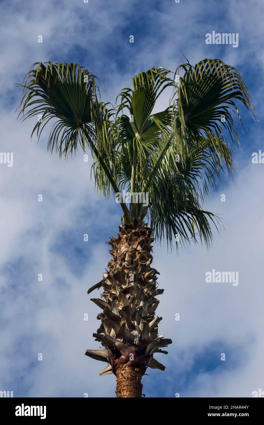 Jeune palmier sur le ciel bleu, image verticale Banque D'Images