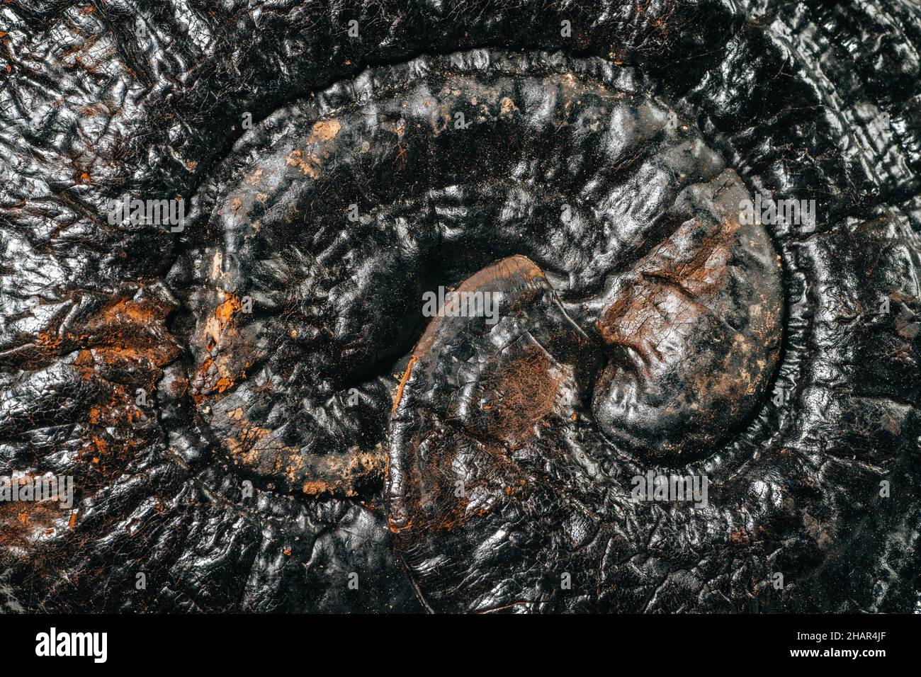 Le Lingzhi ou le Ganoderma Lucidum ou le champignon Reishi séchés.Herbes asiatiques pour la santé.Résumé nature fond brun foncé. Banque D'Images