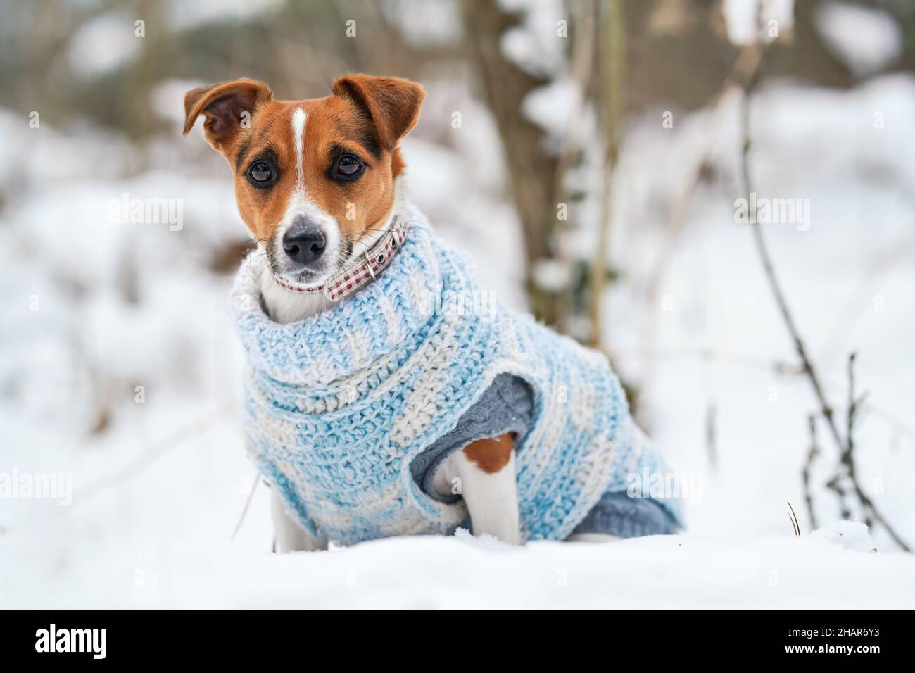 Petit terrier Jack Russell assis sur un terrain enneigé, portant un pull blanc bleu, à l'allure curieuse Banque D'Images