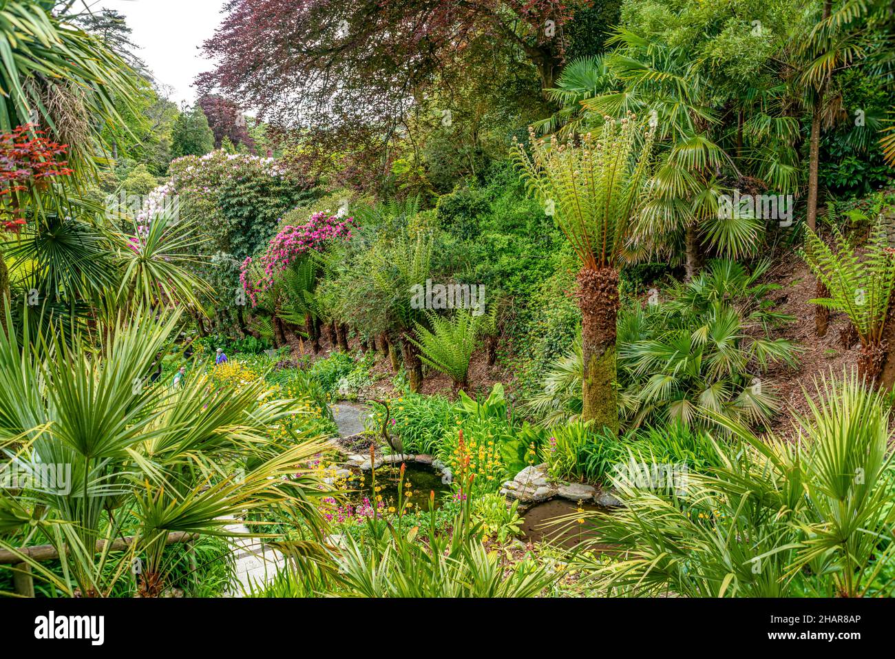 L'eau Cascade subtropical Garden au centre de Trebah Garden, Cornwall, England, UK Banque D'Images