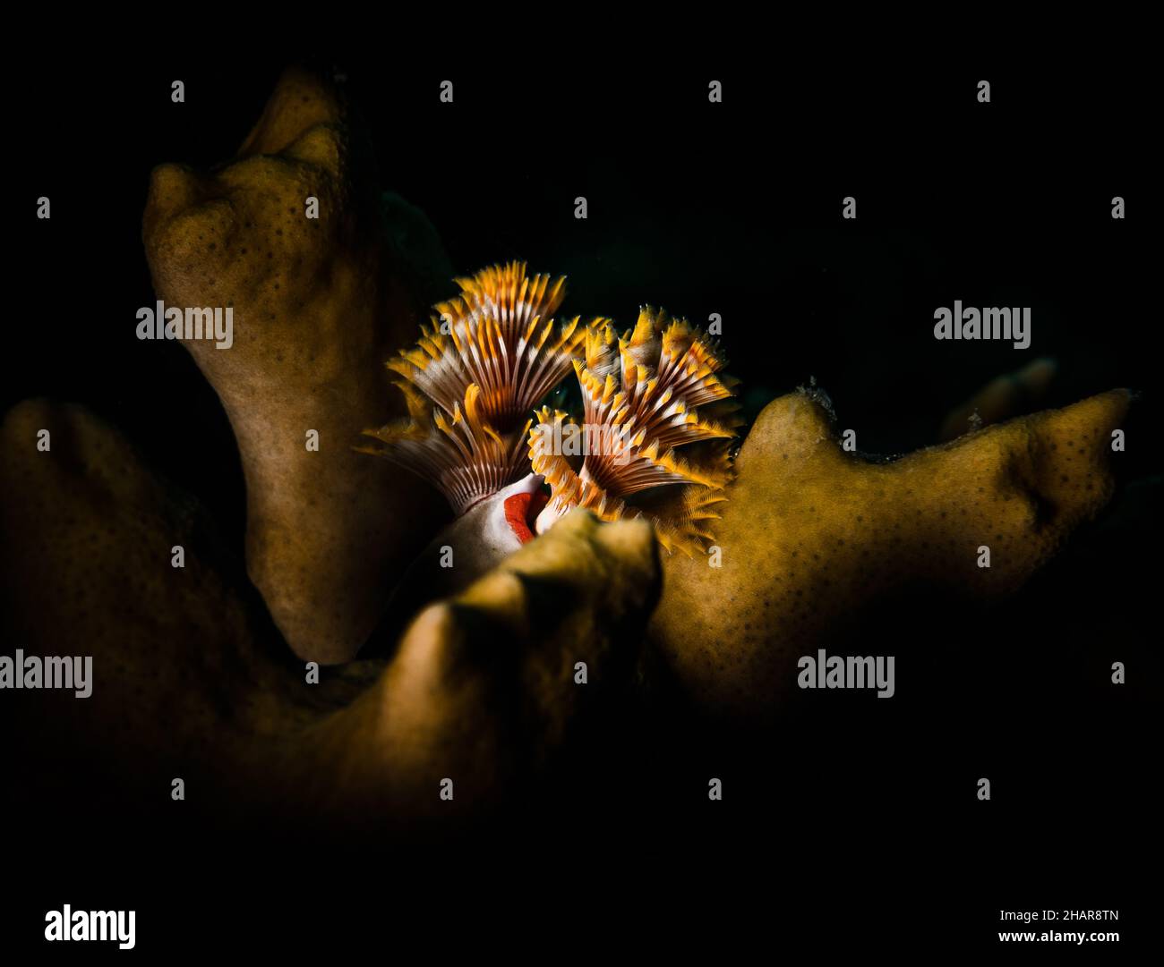 Le ver des arbres de Noël (Spirobranchus giganteus Feather Duster Worms Serpullidae) sur le récif au large de l'île hollandaise de Sint Maarten Banque D'Images