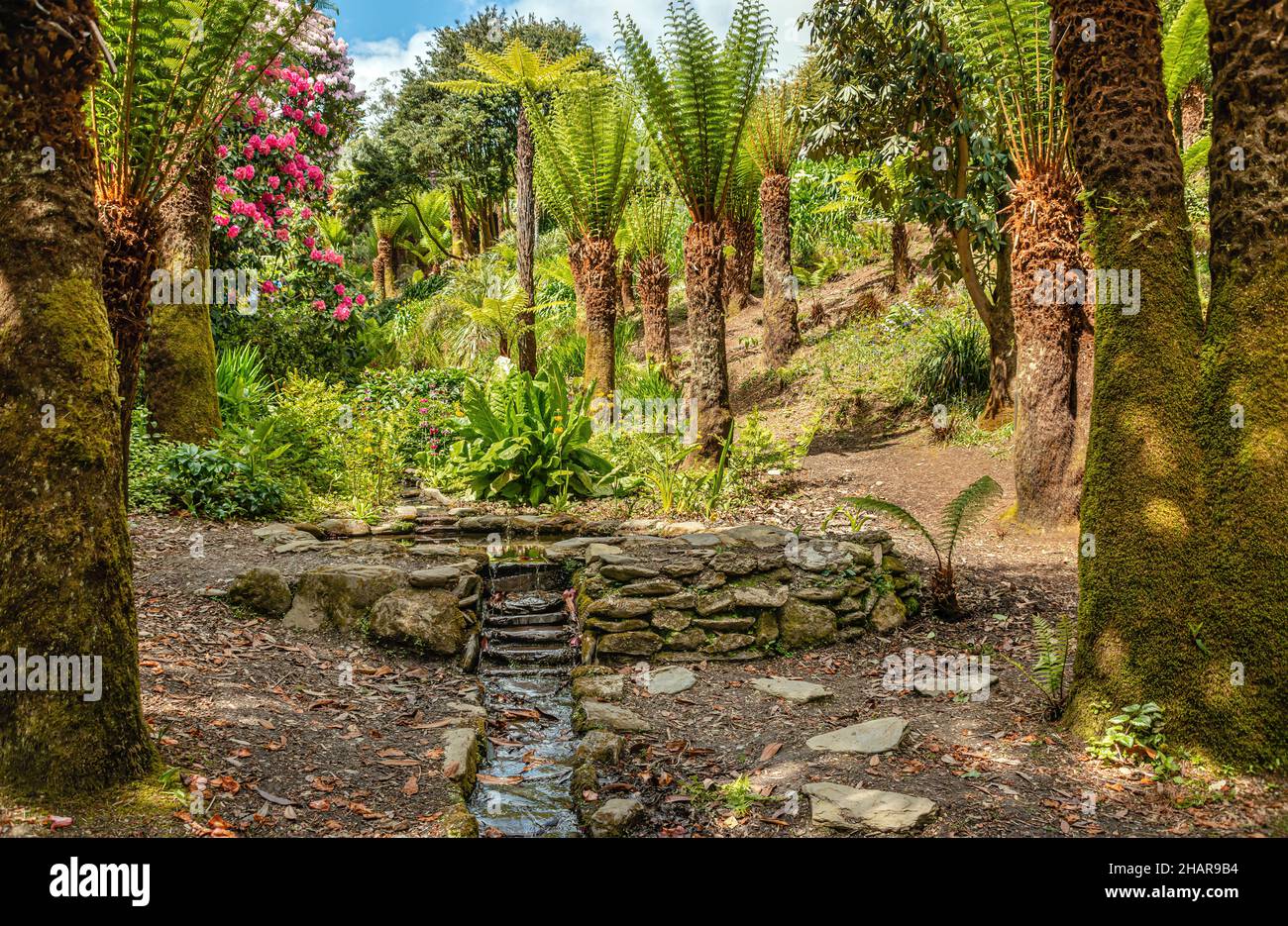 L'eau Cascade subtropical Garden au centre de Trebah Garden, Cornwall, England, UK Banque D'Images