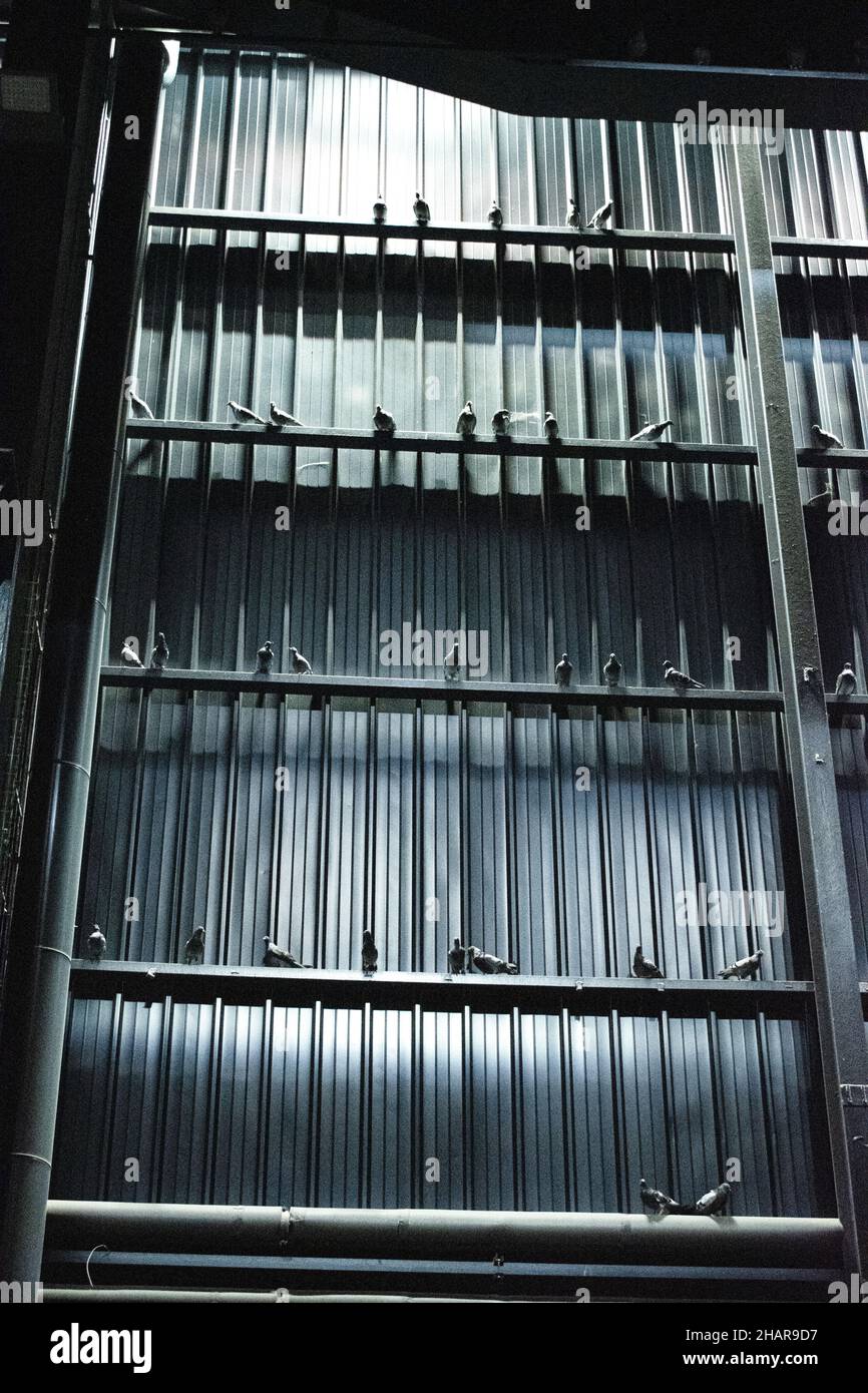 Hangar Bicocca, Milan:Breath Ghosts Blind by Maurizio Cattelan, des milliers de pigeons taxidermy dispersés dans les poutres qui soutiennent la toiture Banque D'Images