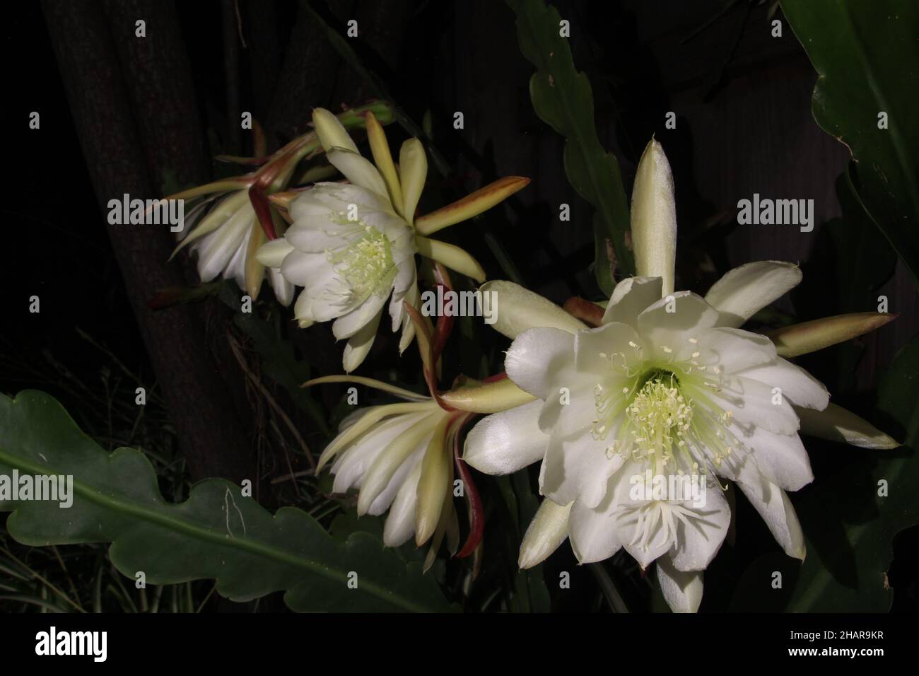 Fleur de la reine de la nuit Banque de photographies et d’images à