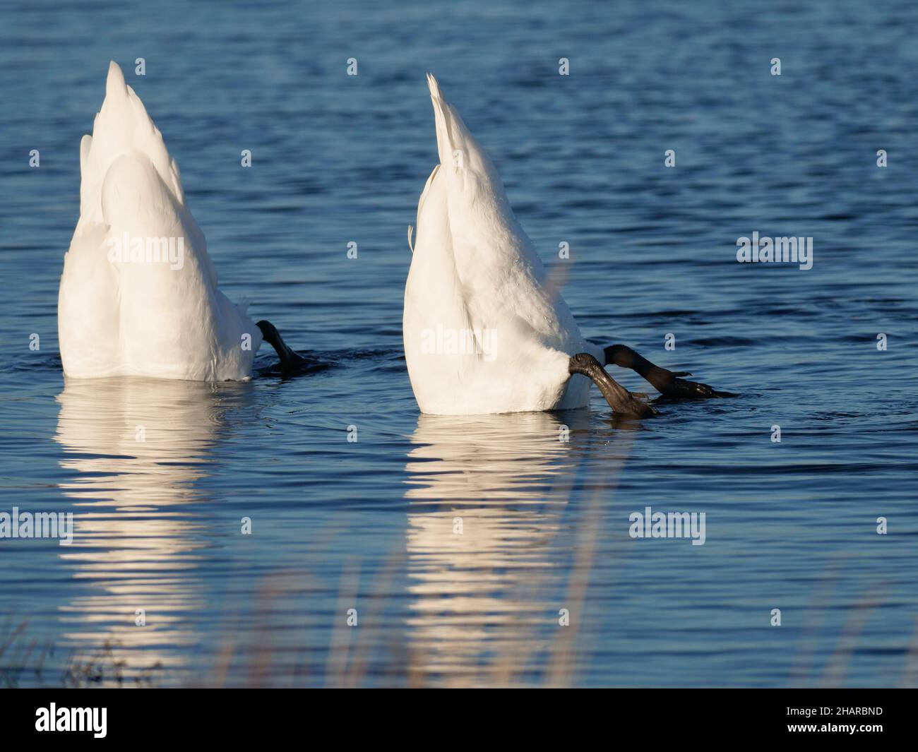 Le cygne muet est un très grand oiseau d'eau blanc.Elle est dotée d'un long col en S et d'une visière orange avec une base noire et un bouton noir.Il vole avec son cou étendu et régulier, des battements de lingbeats lents. Banque D'Images