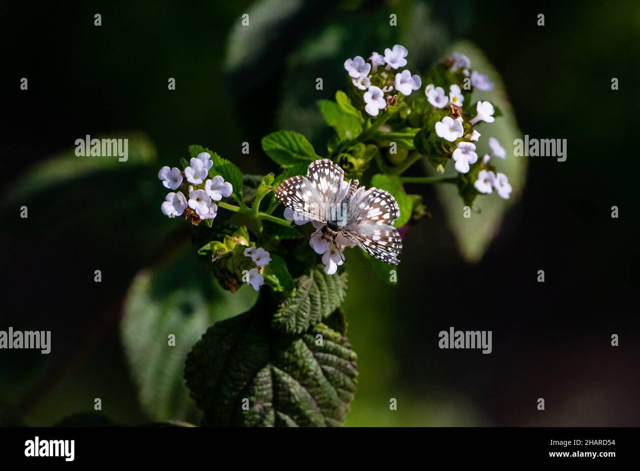 L'hespérie à carreaux se nourrit de fleurs blanches Banque D'Images