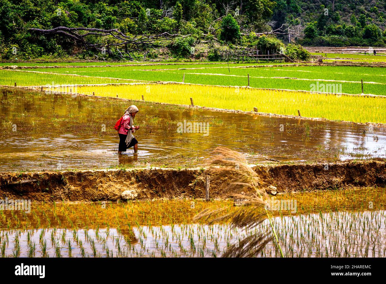 Une femme portant un sommet rouge marche dans un champ de riz inondé plantant du riz. Banque D'Images