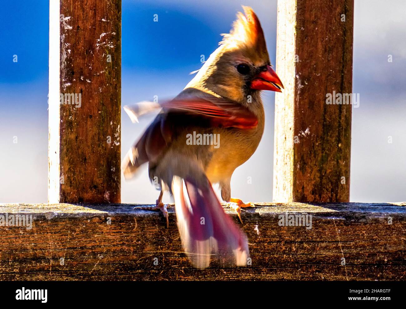 Cardinal du Nord sur le poste de pont. Banque D'Images