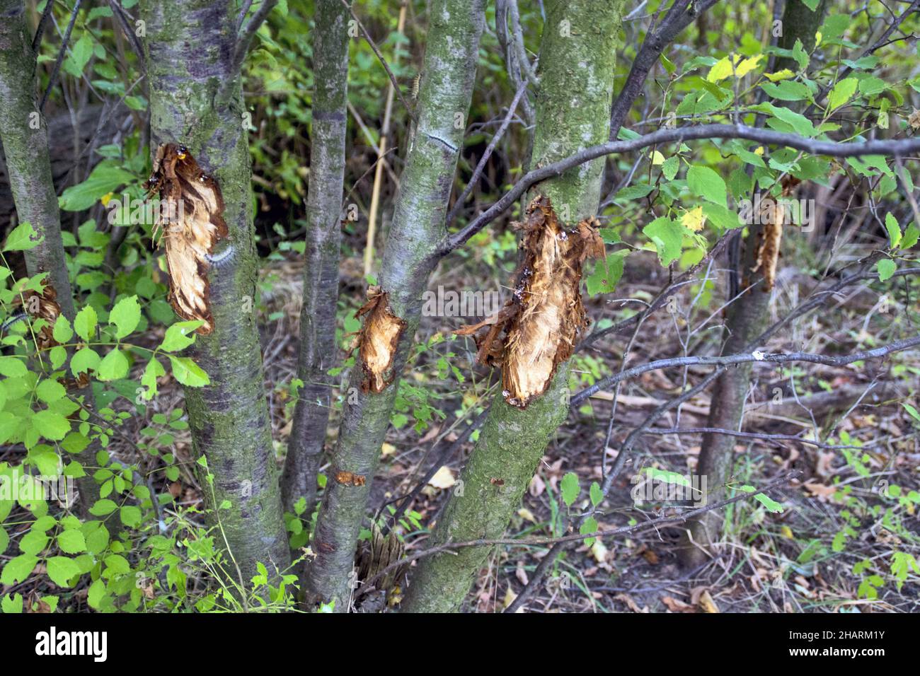 Gros plan de l'écorce endommagée des arbres par les sangliers Banque D'Images Gros plan de l'écorce endommagée des arbres par les sangliers Banque D'Images