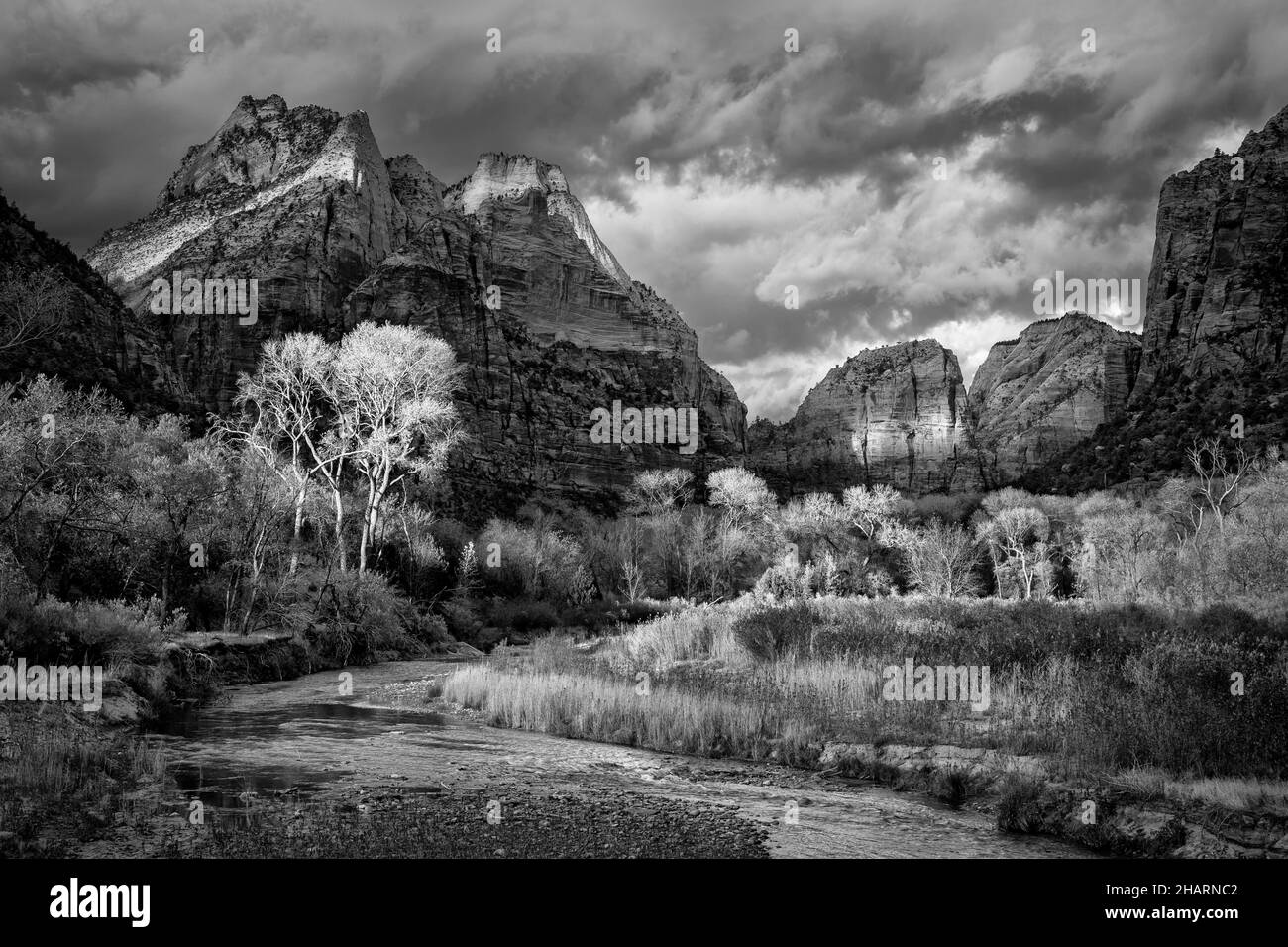 États-Unis, Utah, parc national de Zion, arbres de Cottonwood le long de la rivière Virgin (BW) Banque D'Images