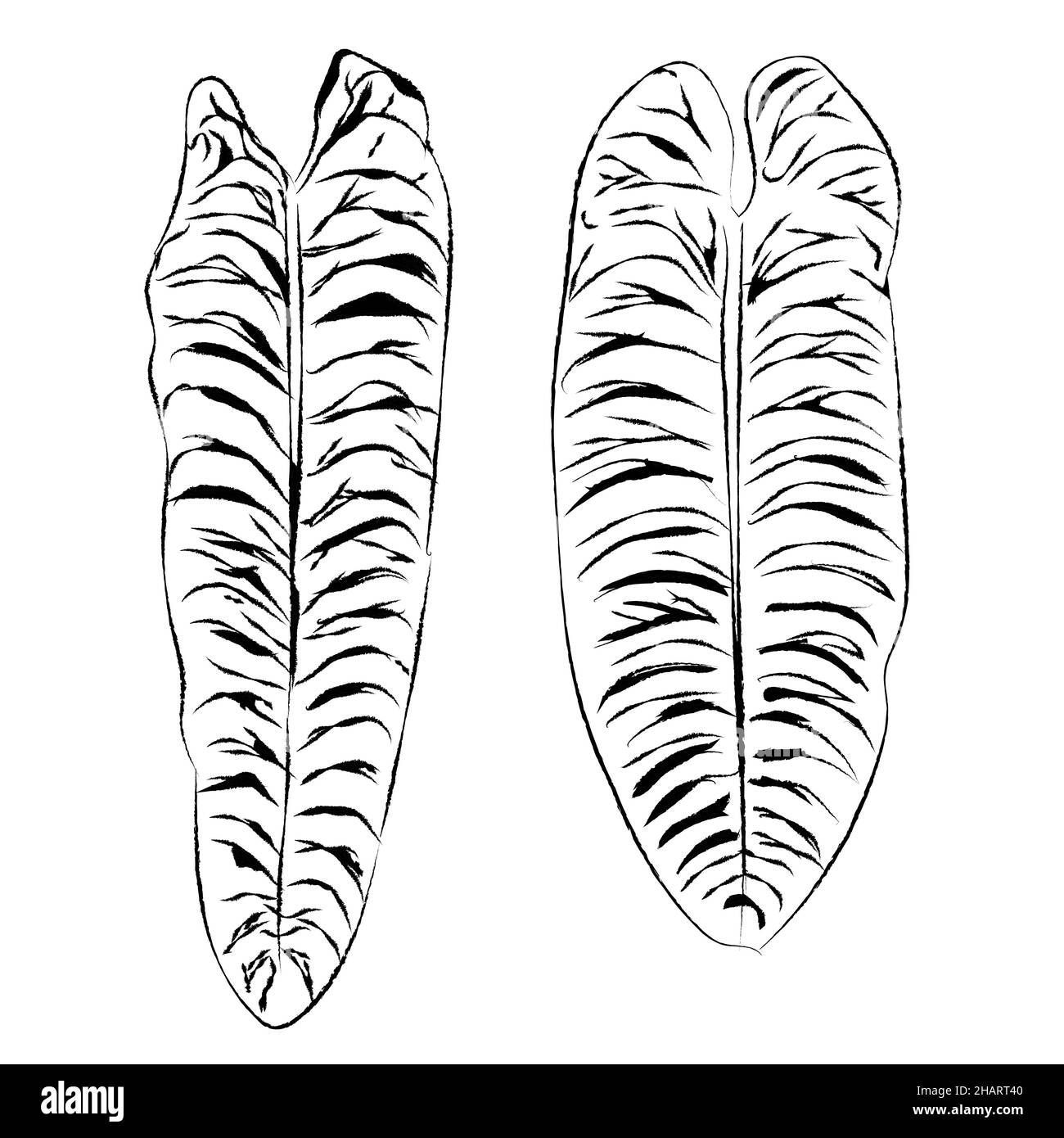 Anthurium veitchii plante feuille main dessin dessin illustration doodle isolé feuillage noir tropical maison exotique plante Illustration de Vecteur