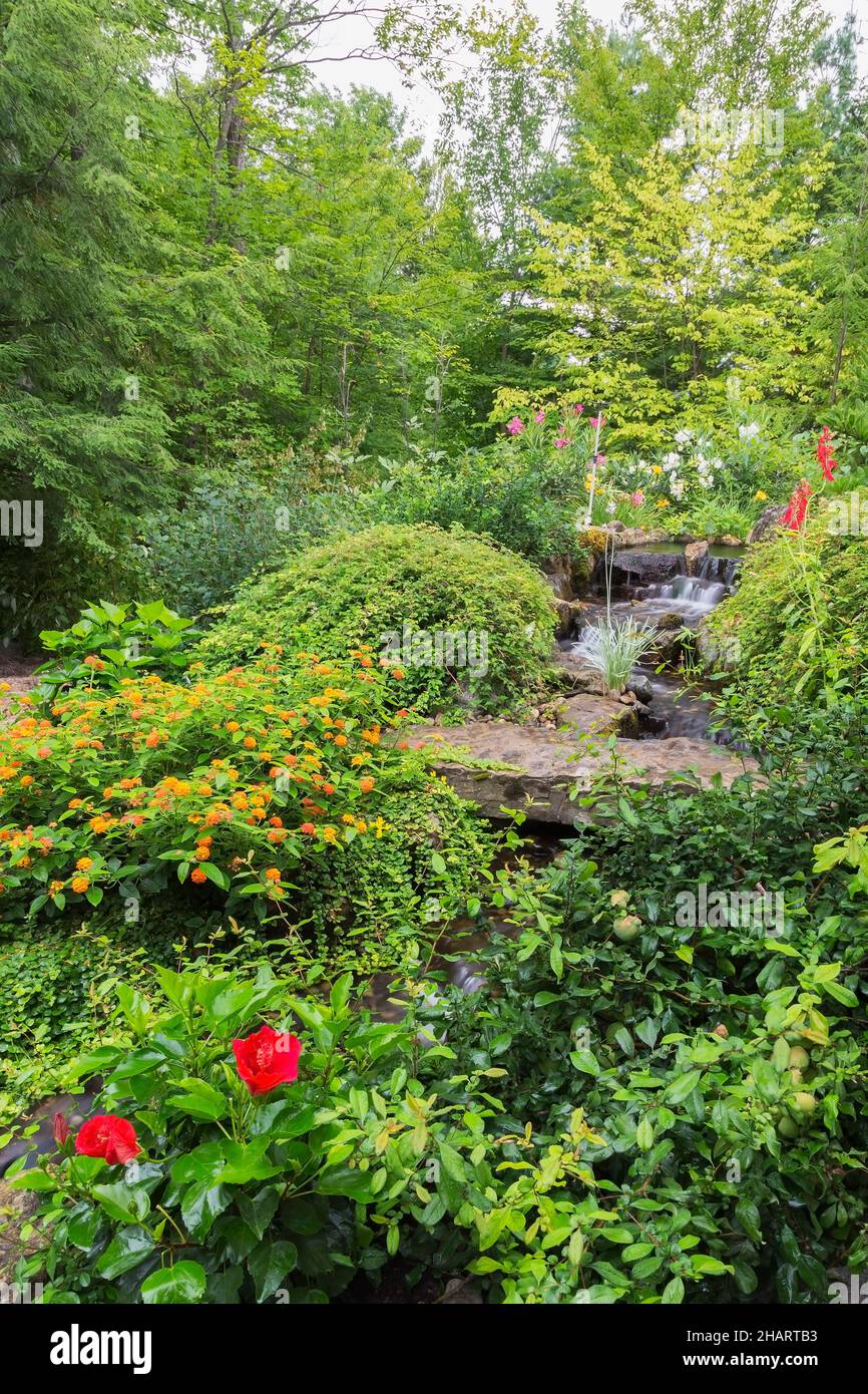 Étang avec cascade bordée par Stephanandra, rose magenta Bletilia striata, rouge Lobelia, orange et rouge Lantana - arbuste Verbena. Banque D'Images