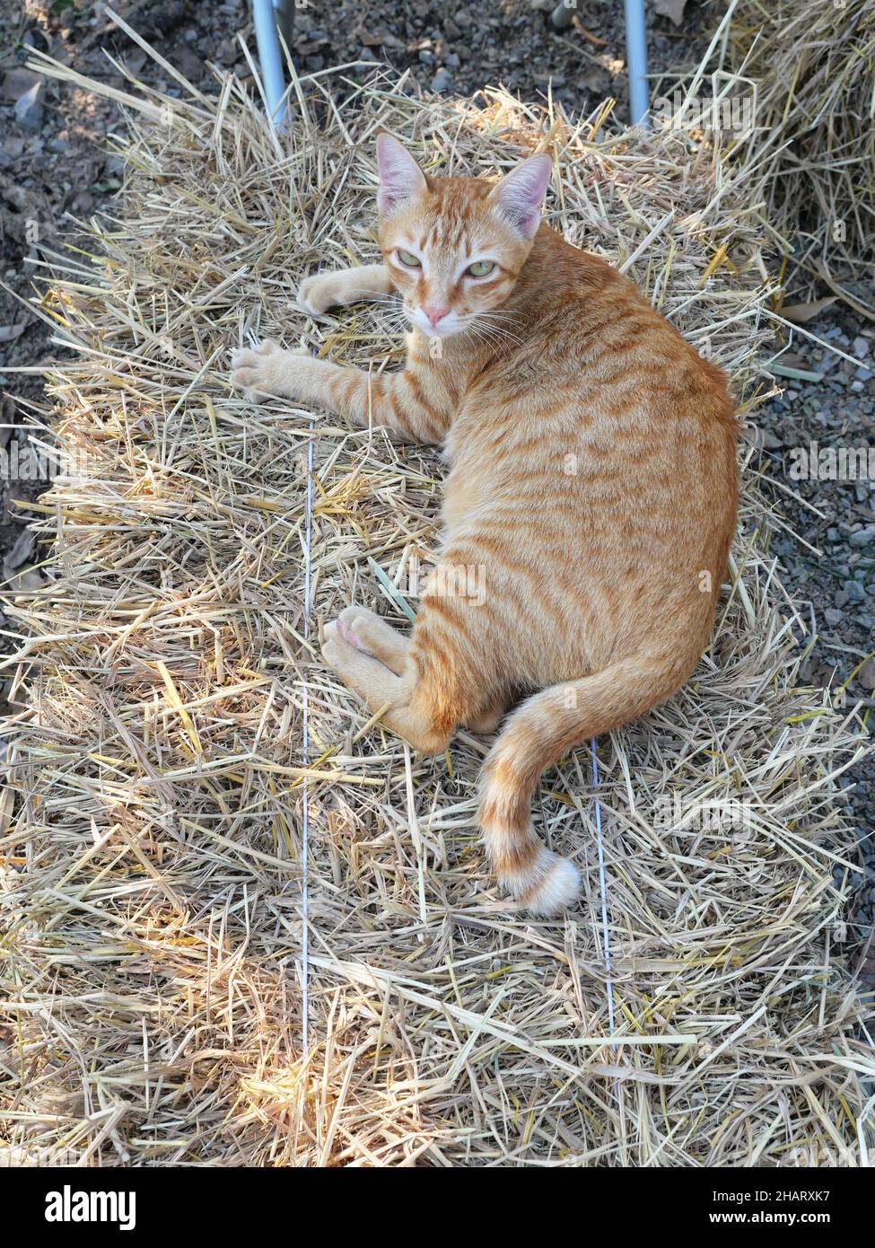 Orange tabby chat se reposant et regardant vers le haut sur la balle jaune de paille, le comportement des animaux de compagnie Banque D'Images