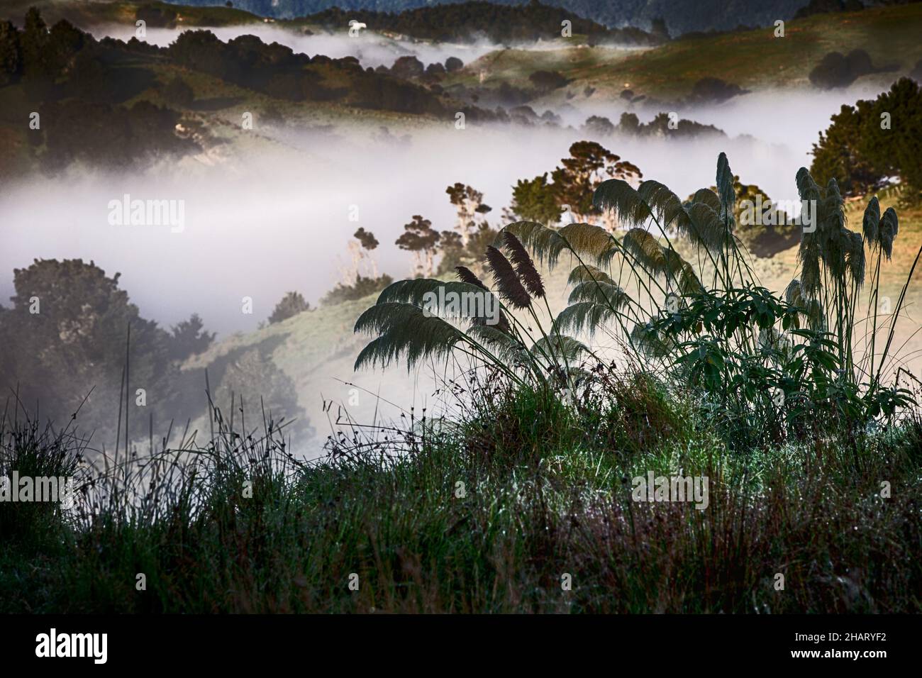 Cortaderia selloana, l'herbe de pampas dans un paysage de vallée brumeux Banque D'Images