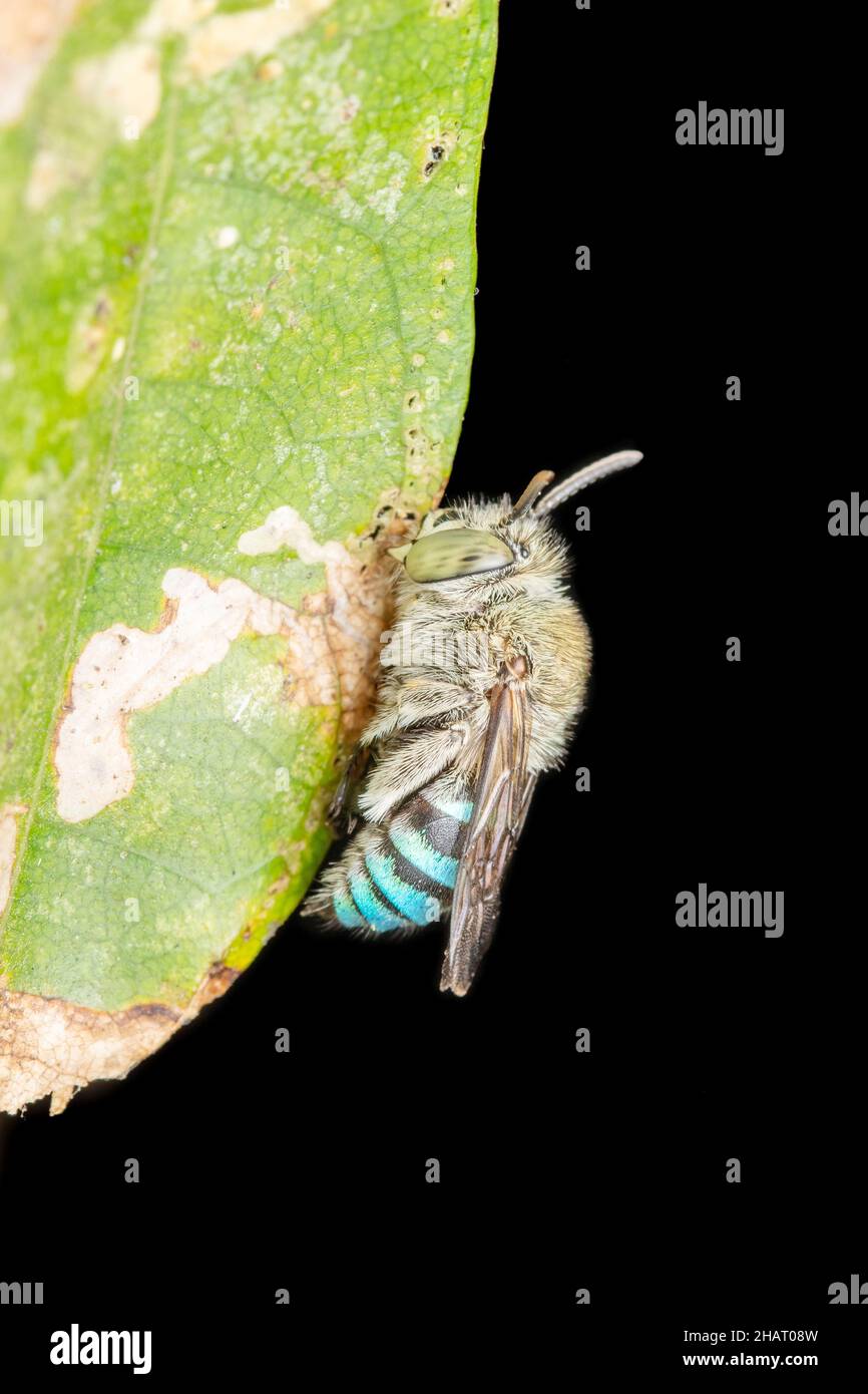 Latéral de l'abeille bleue, Amegilla cingulata, Satara, Maharashtra, Inde Banque D'Images