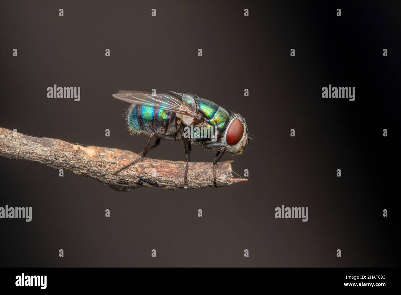Latéral de la mouche bleue, Calliphora vomitoria, Satara, Maharashtra, Inde Banque D'Images