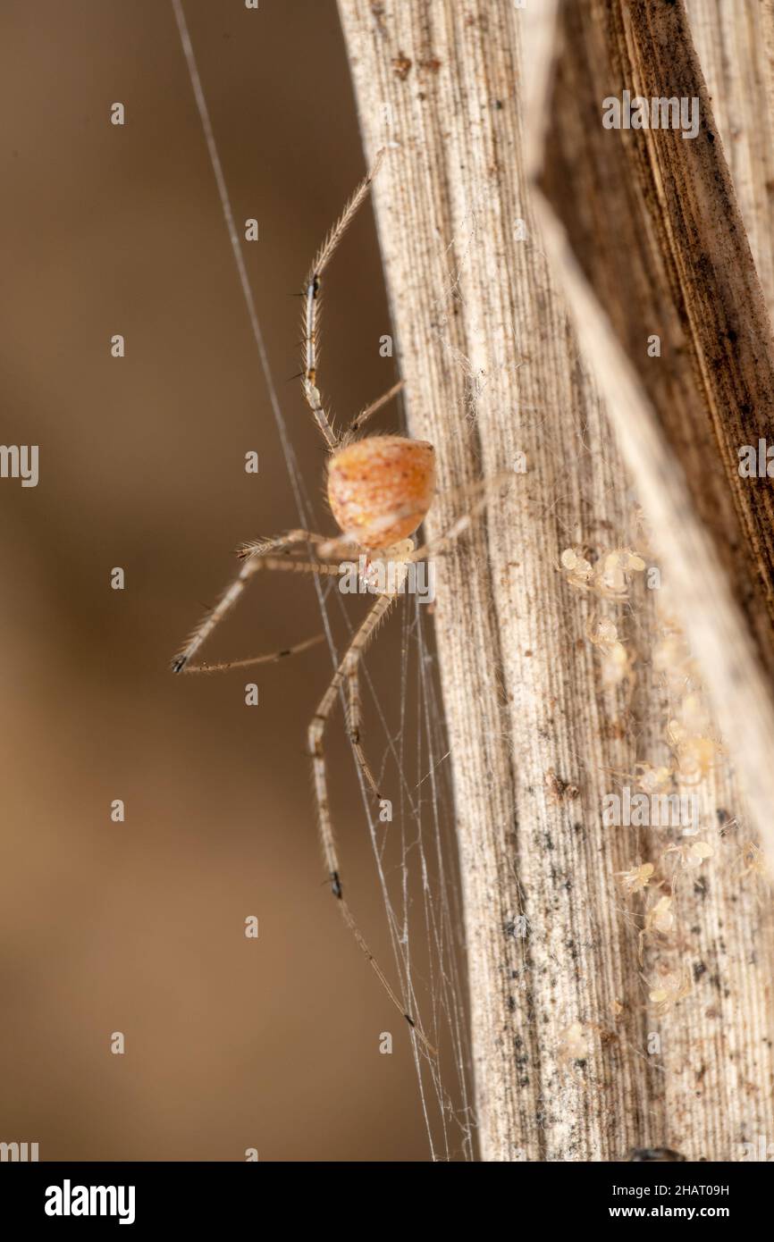 Latéral de l'araignée à pied Comb, Meotipa spiniventris garde ses bébés, Satara, Maharashtra, Inde Banque D'Images
