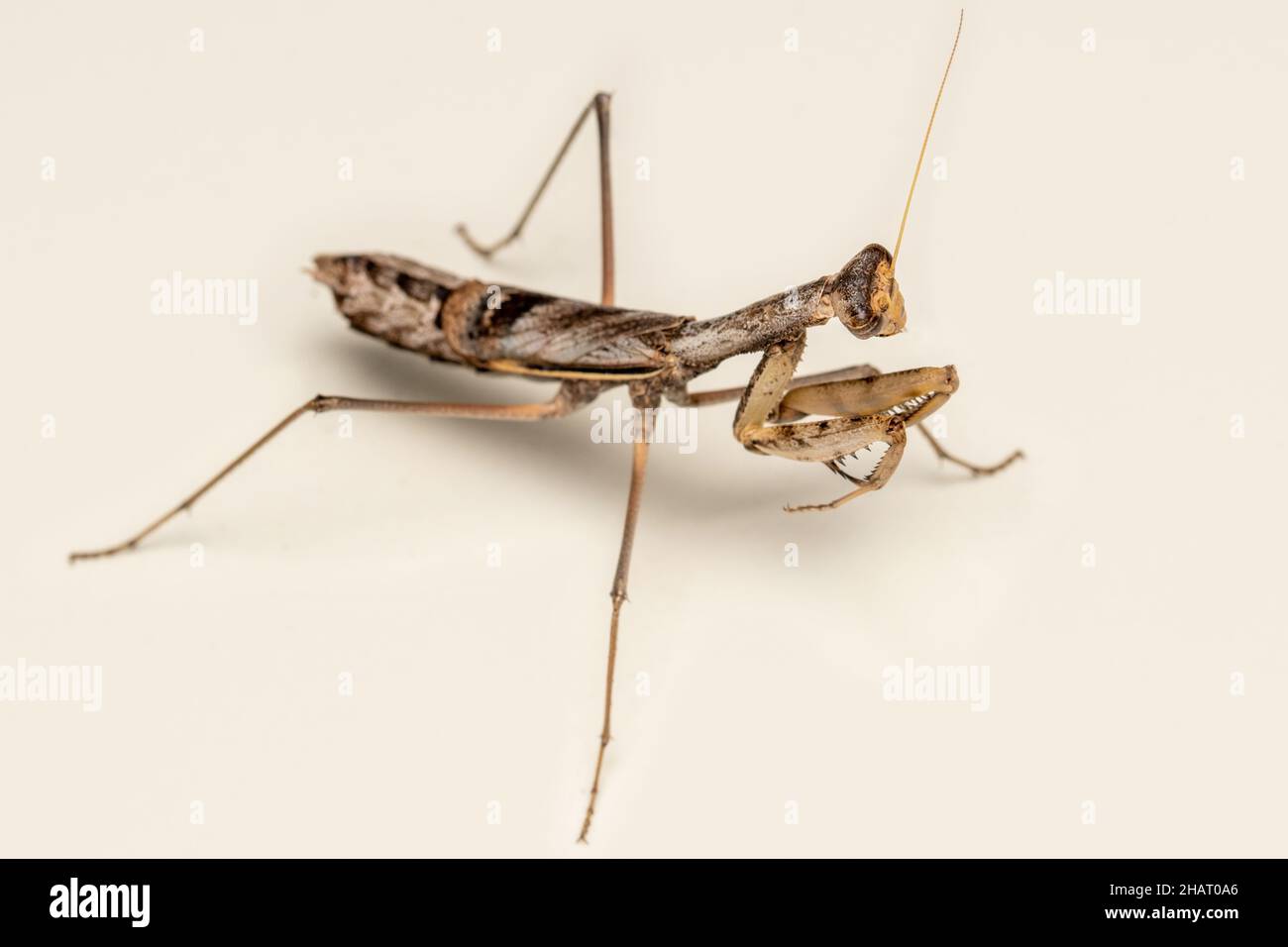 Latéral de l'oratoria de l'iris, mantis méditerranéens ou mantis de l'iris, Supa, Maharastra, Inde Banque D'Images